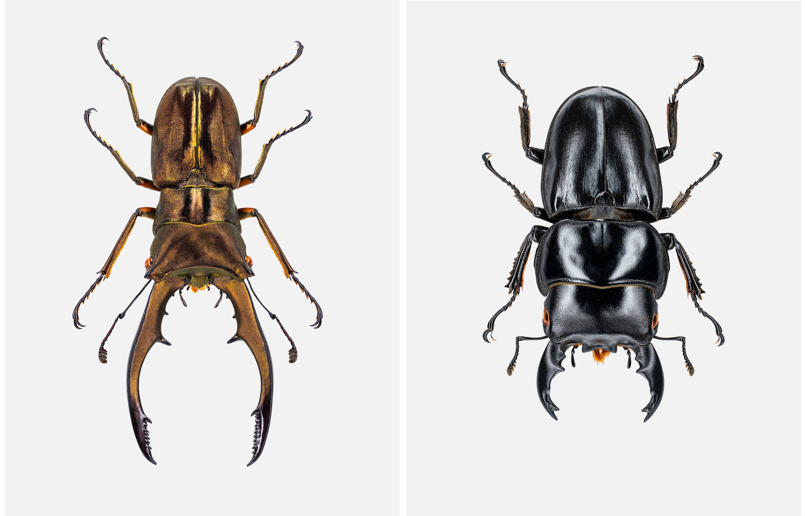 Stag Beetle 2 up black brown livebooks.jpg