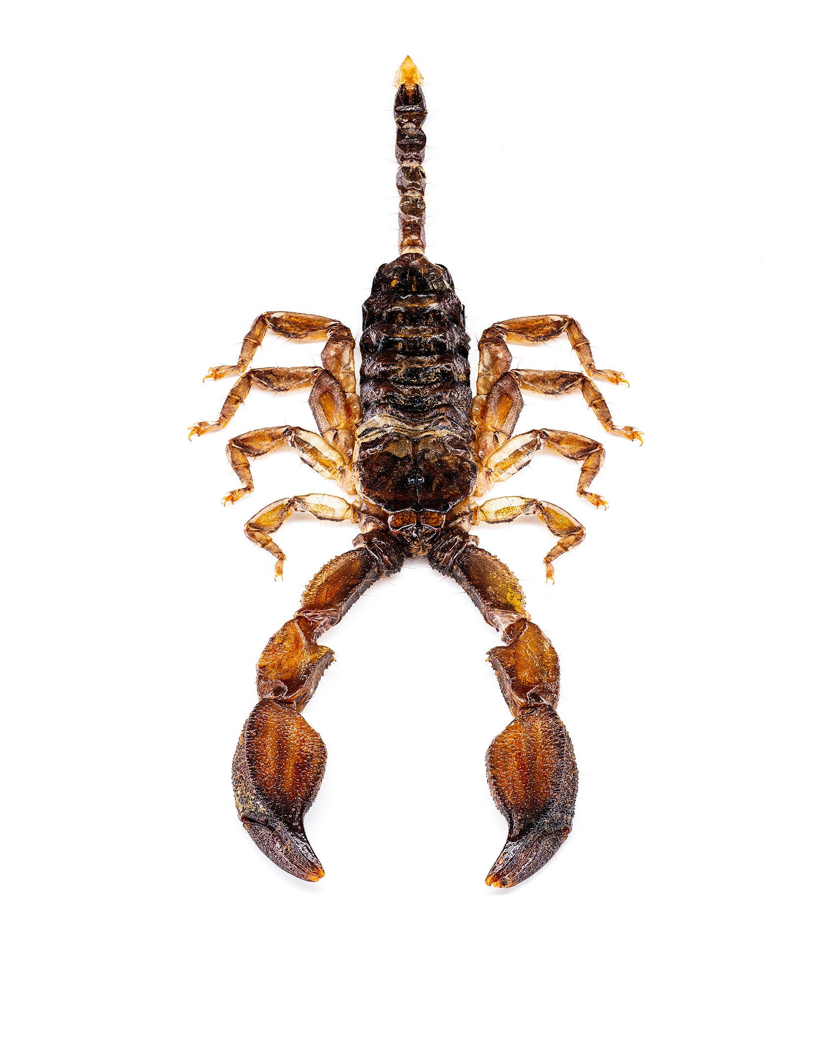 Wood Scorpion livebooks.jpg