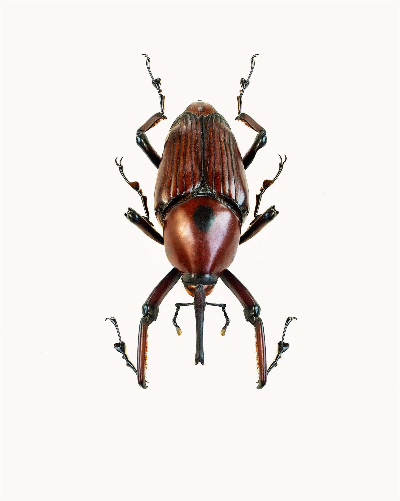 Long Armed Palm Weevil livebooks.jpg