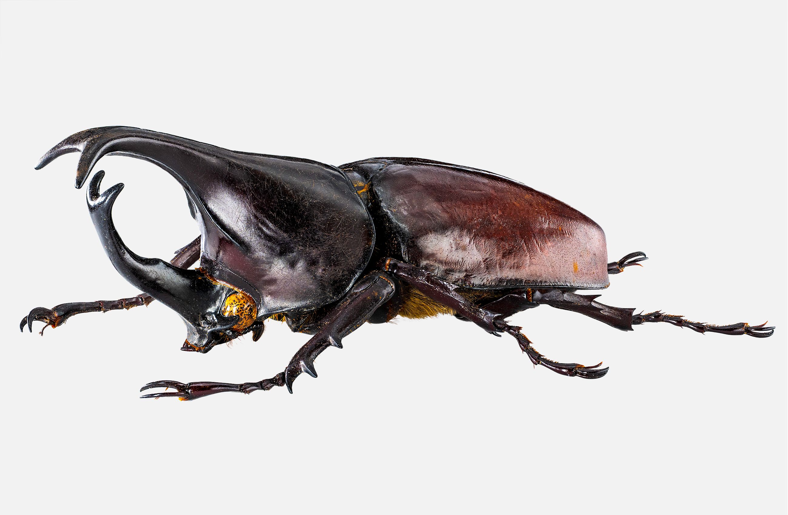 Rhinoceros Beetle livebooks.jpg