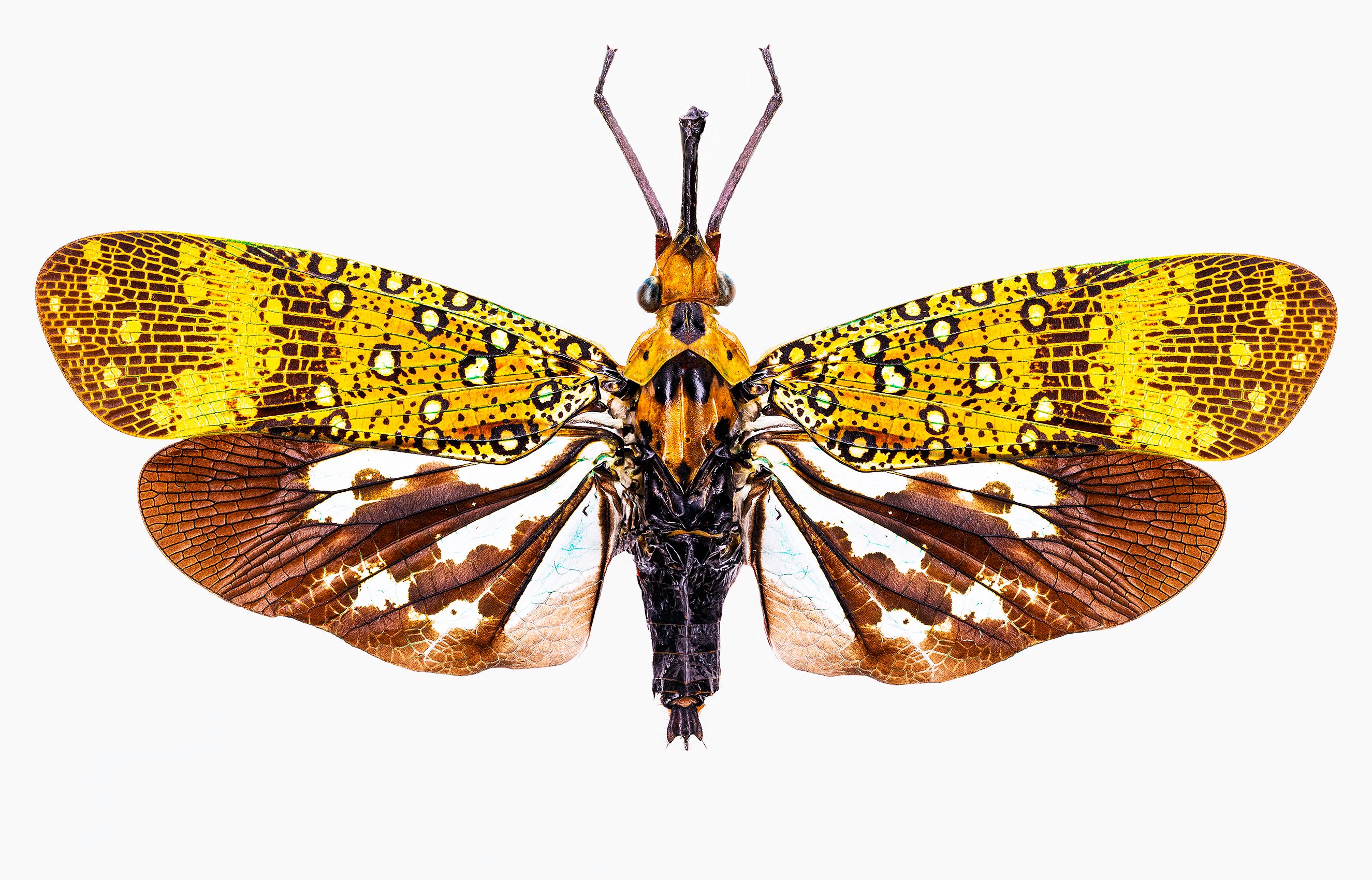 Lanternfly livebooks.jpg
