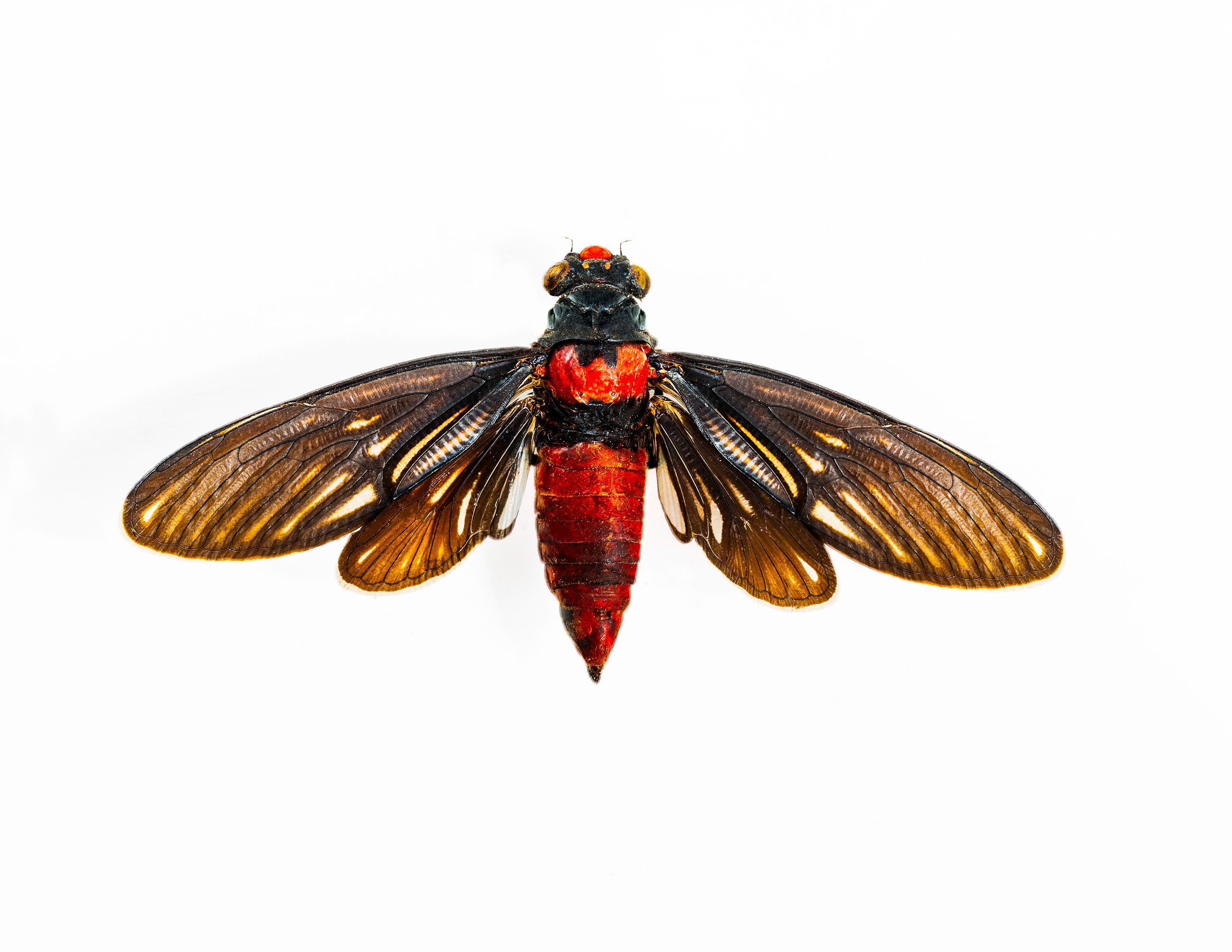 Red Devil Cicada livebooks.jpg