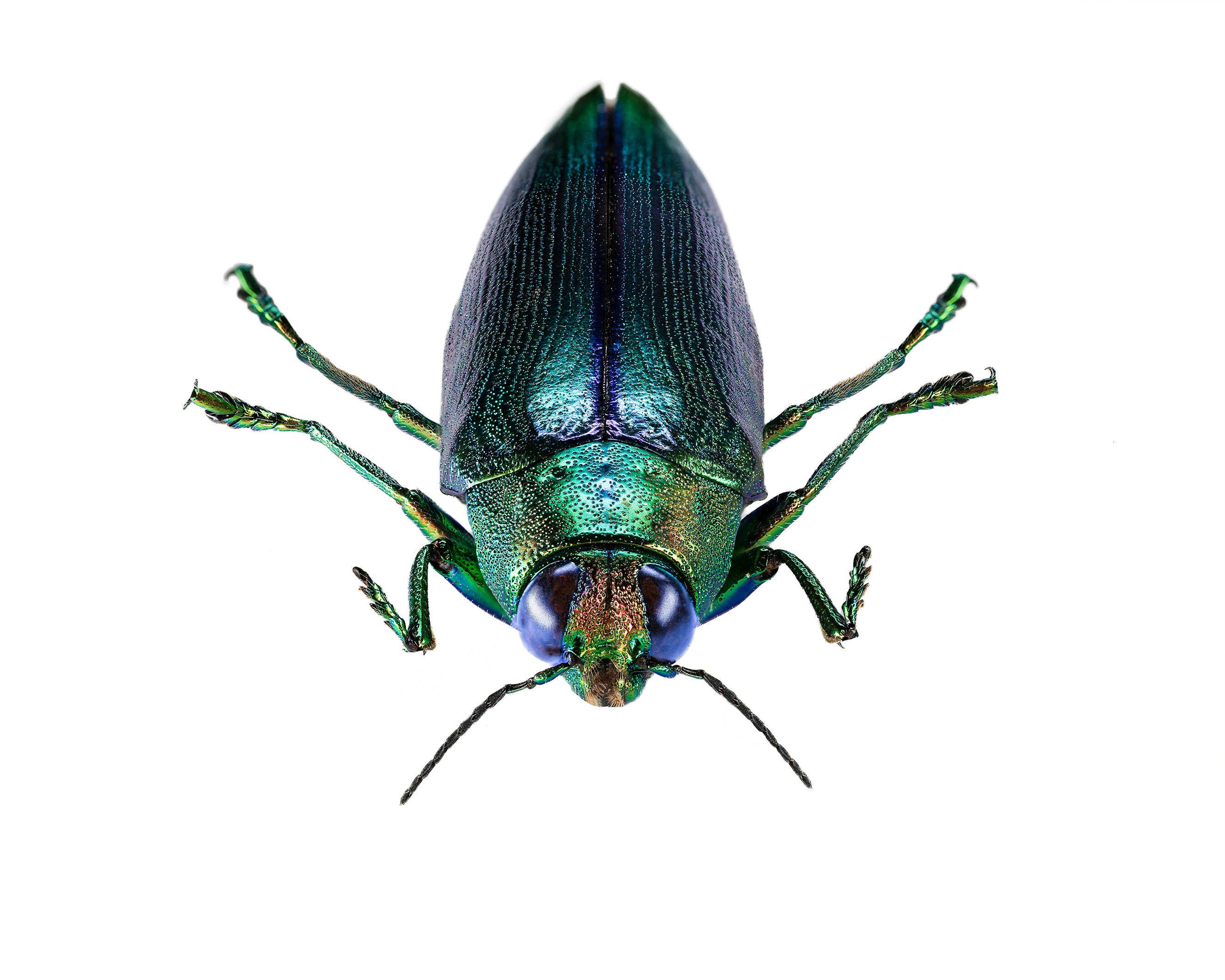 Metallic Wood Boring Beetle 2 livebooks.jpg