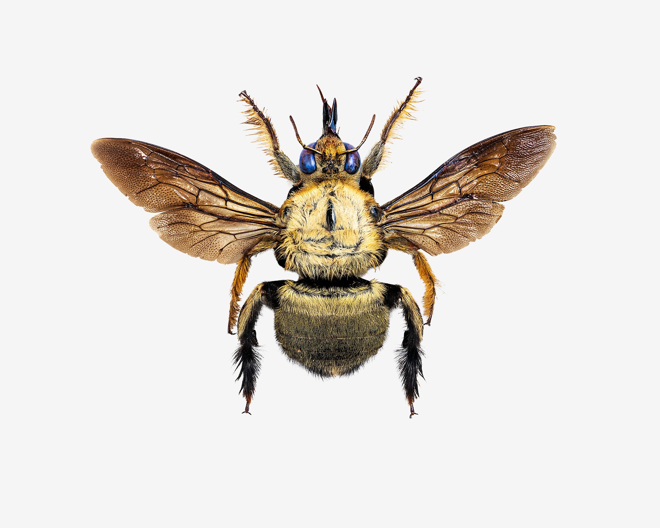 carpenter bee-livebooks.jpg