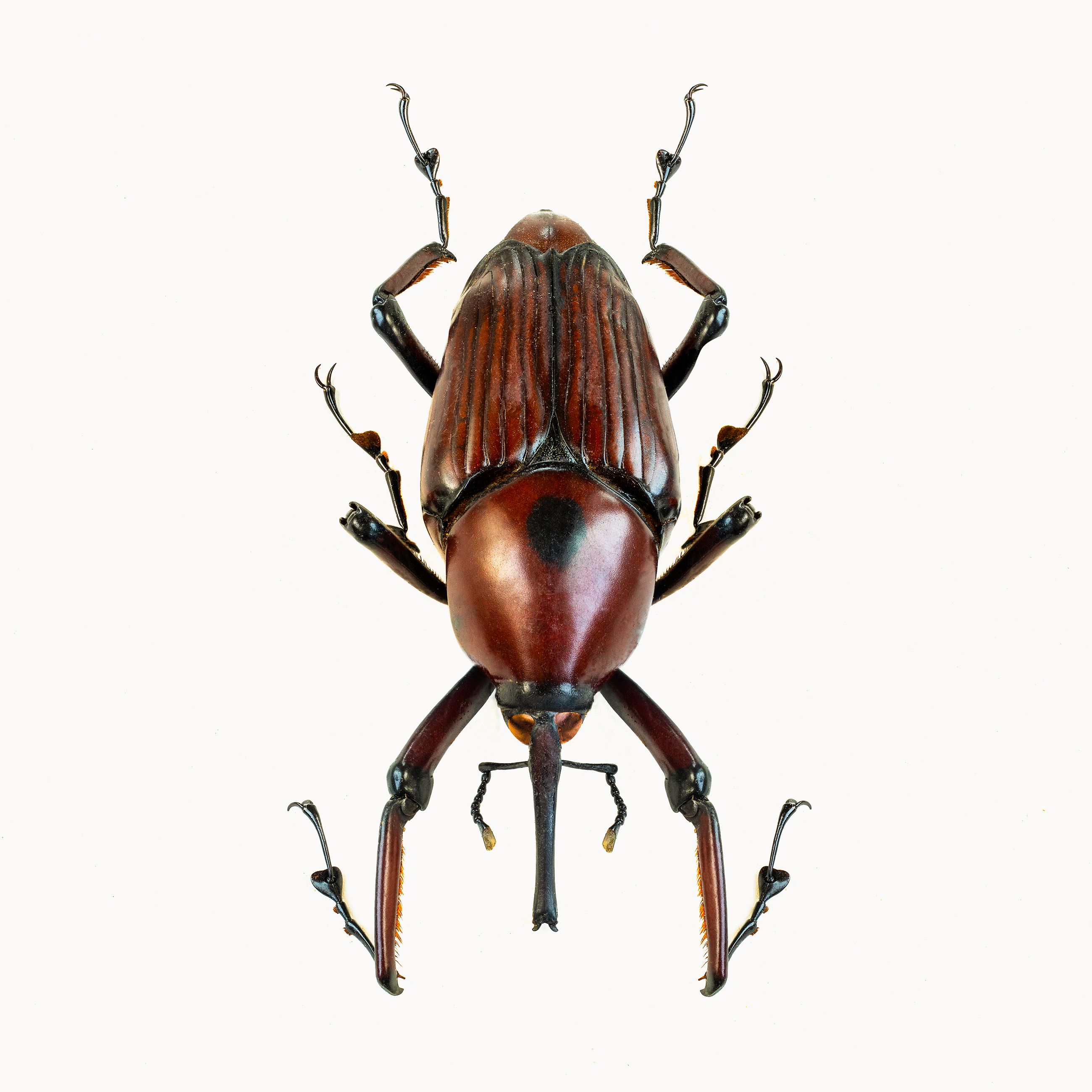 Long Armed Palm Weevil livebooks .jpg