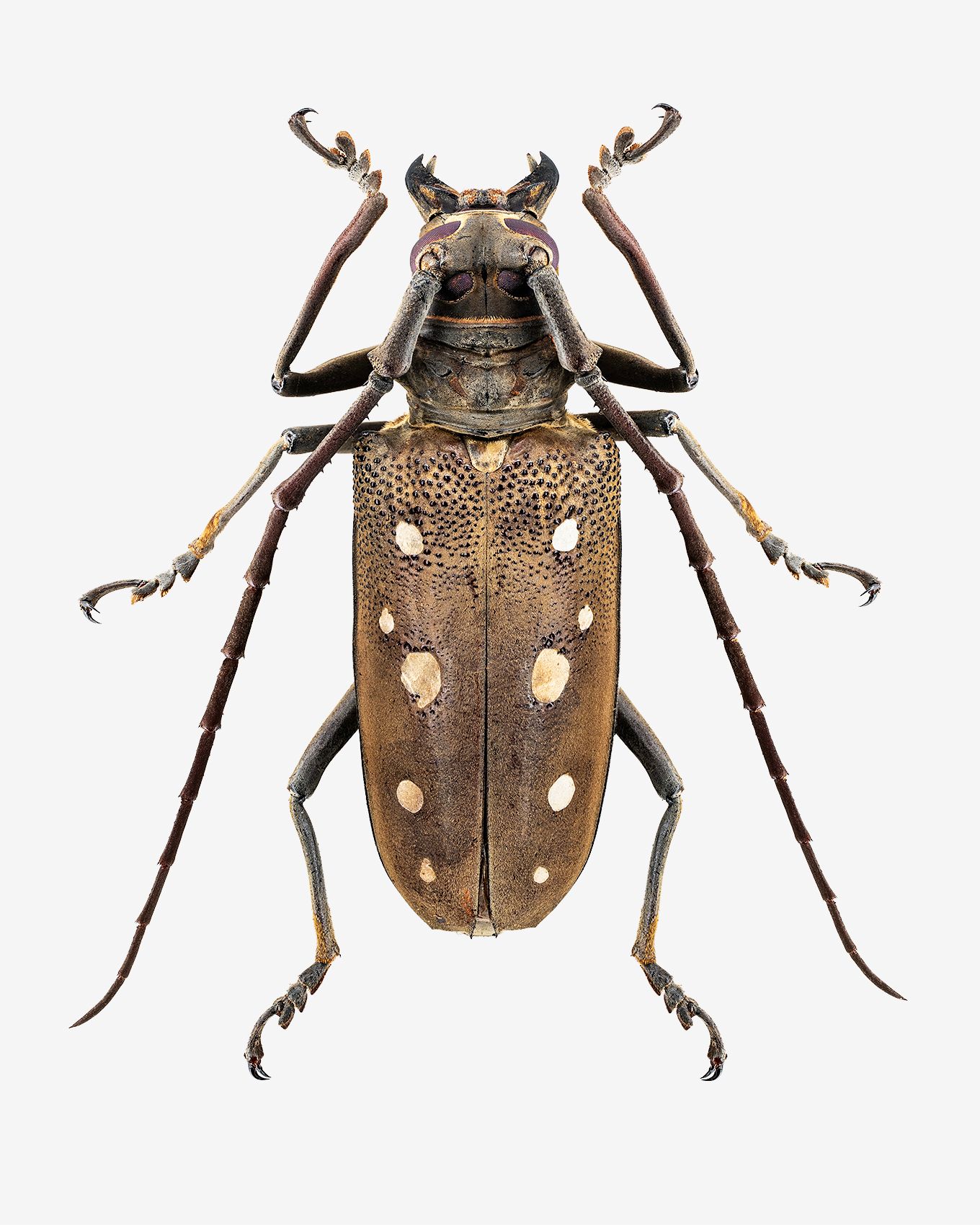 Mango Longhorn Beetle.jpg