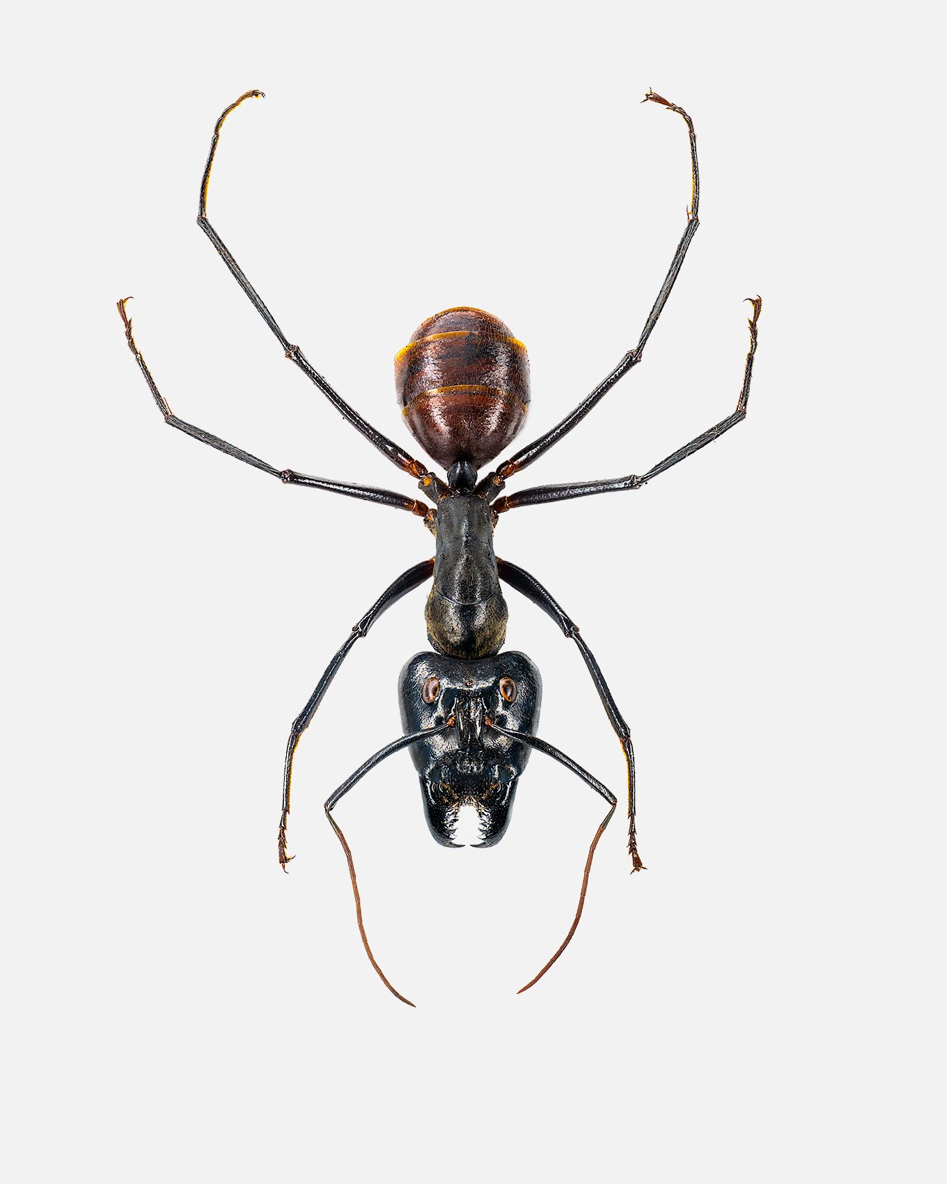 Giant Forest Ant livebooks.jpg