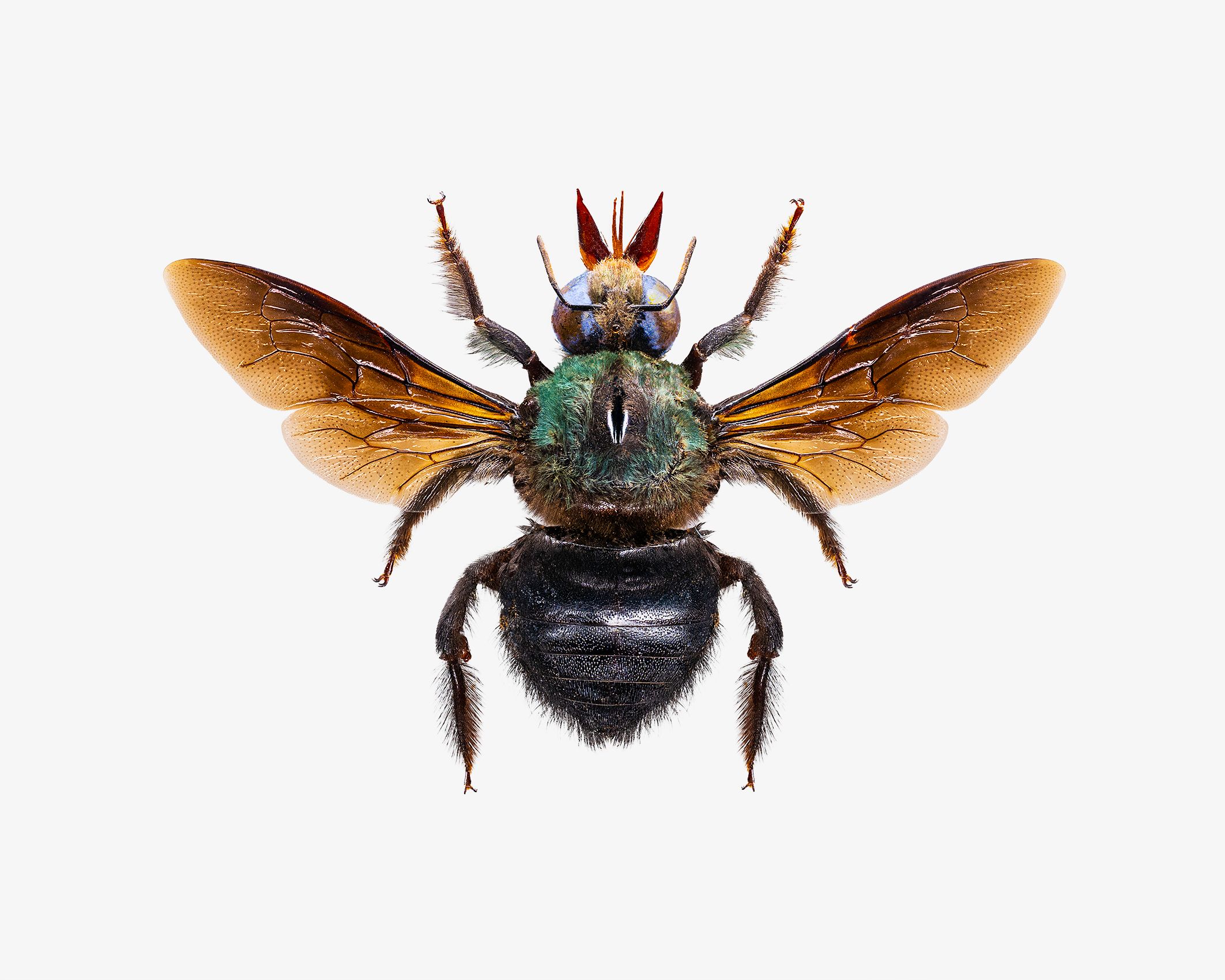 Green Carpenter Bee livebooks.jpg
