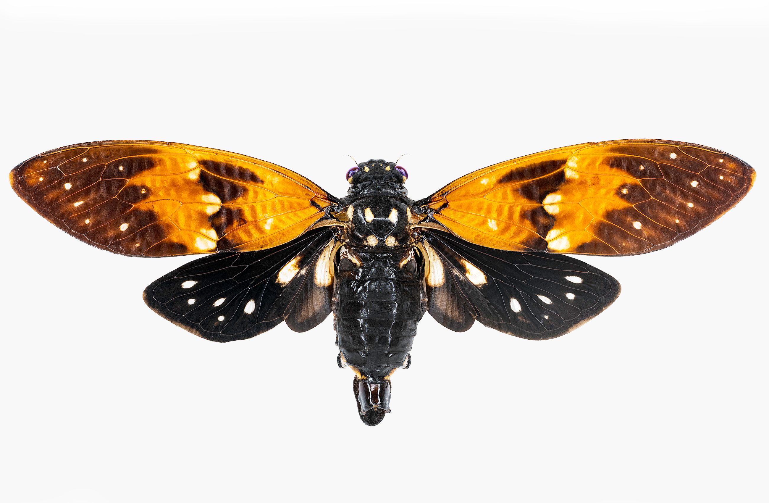 Amber Cicada livebooks.jpg