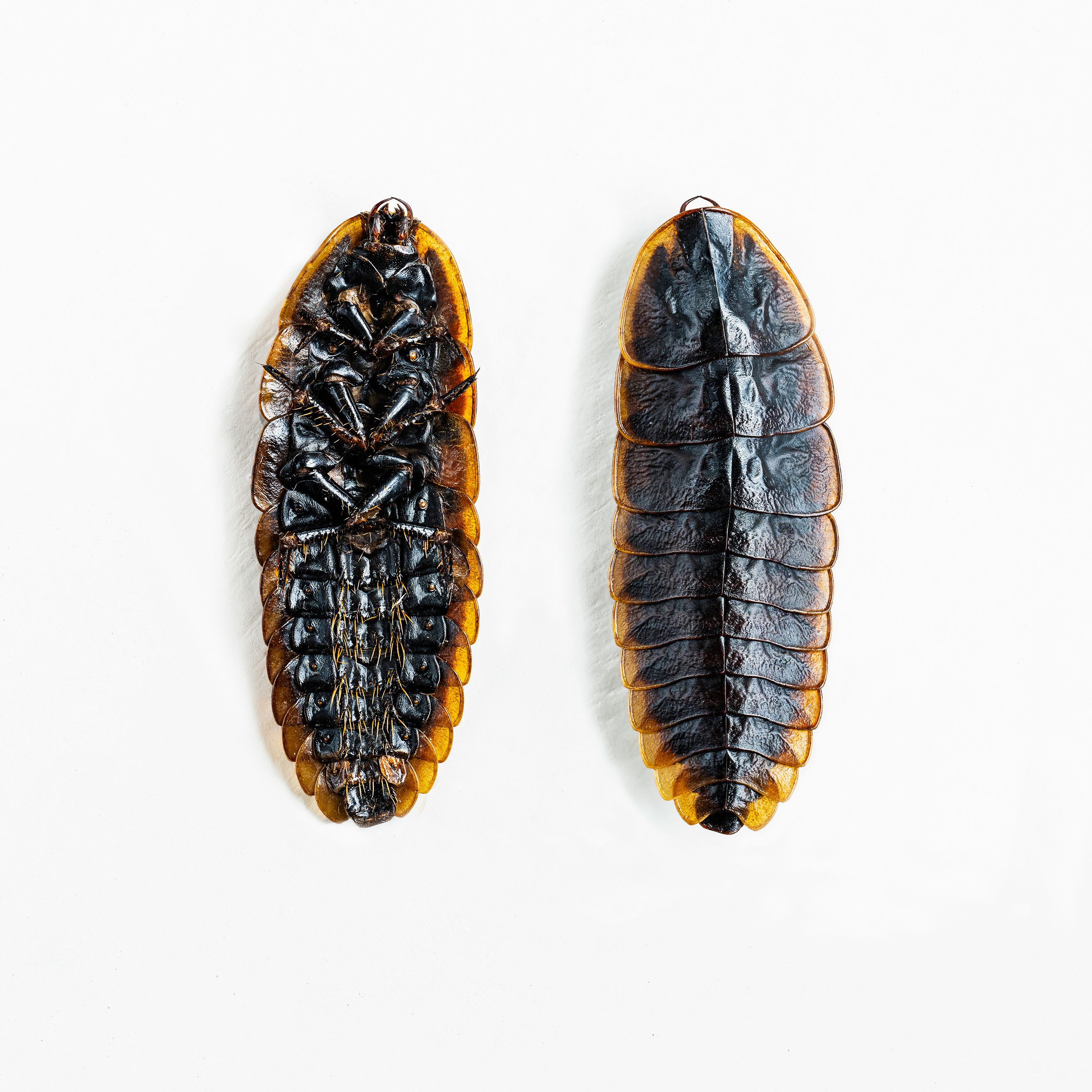 Trilobite livebooks.jpg