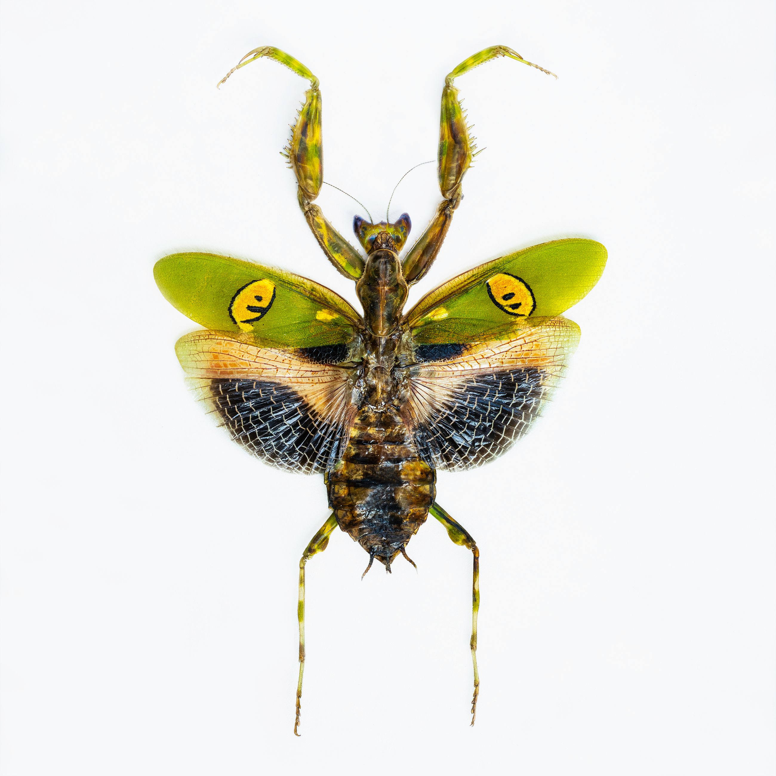 mantis livebooks.jpg