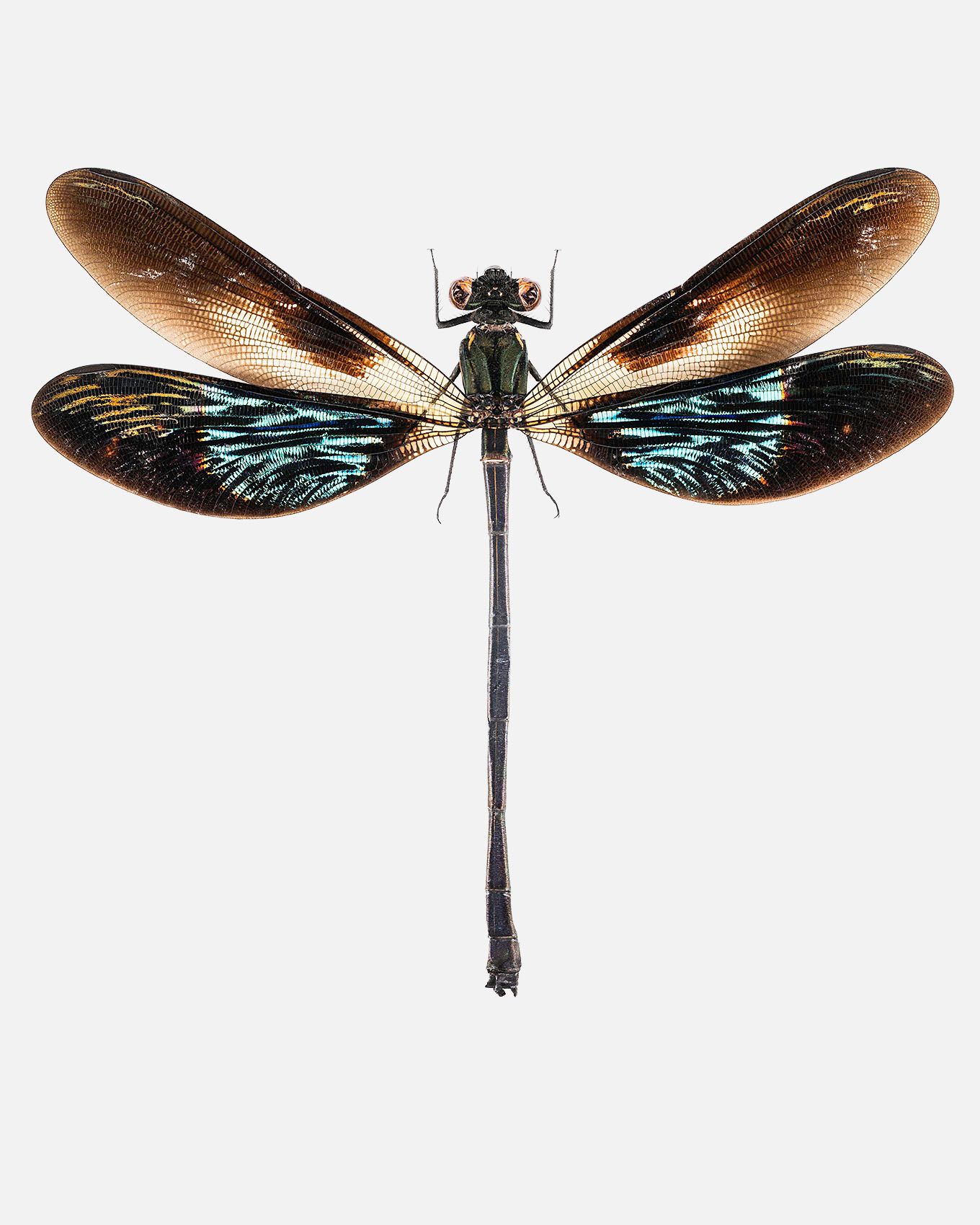 Metallic Gossamer Wing Damselfly livebooks.jpg