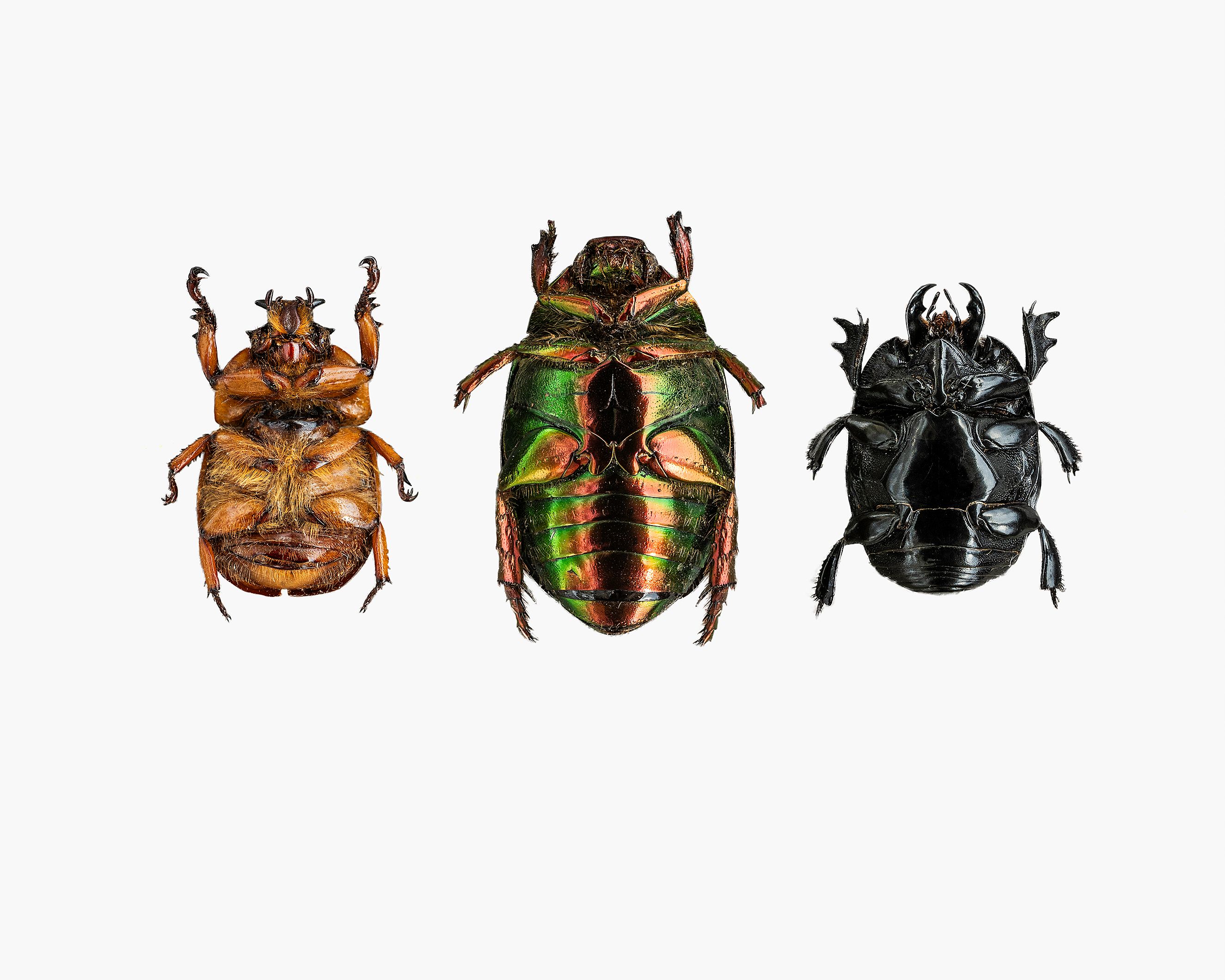 three_beetles-livebooks.jpg