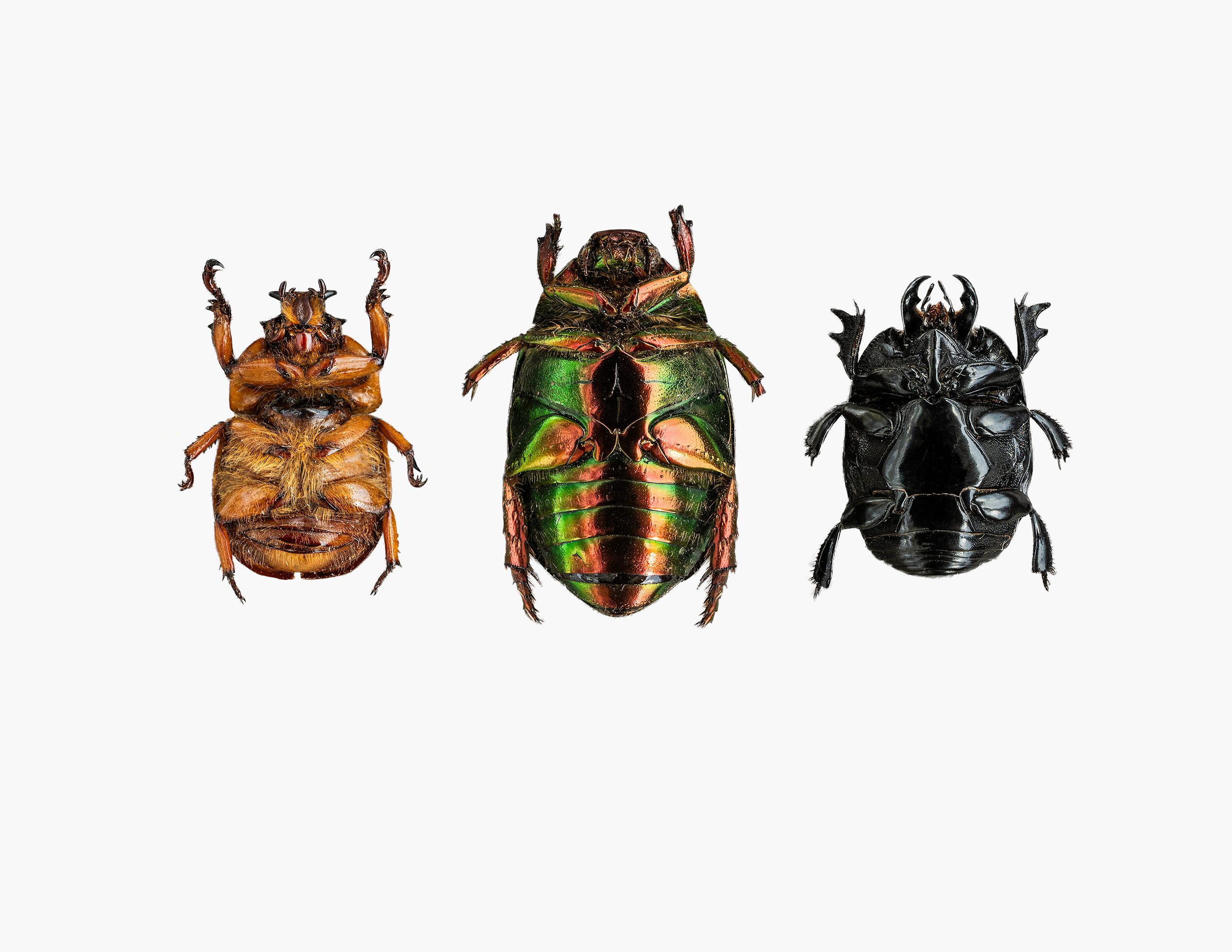 three_beetles livebooks.jpg