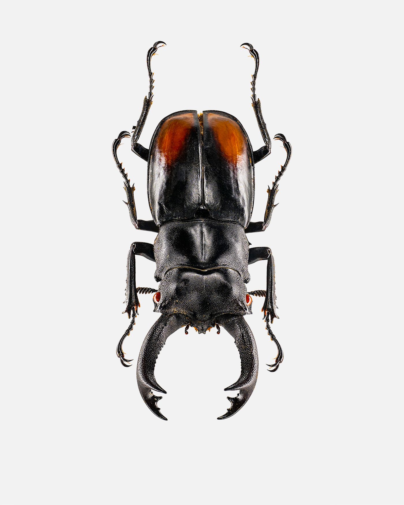 Fighting Giant Stag Beetle livebooks.jpg