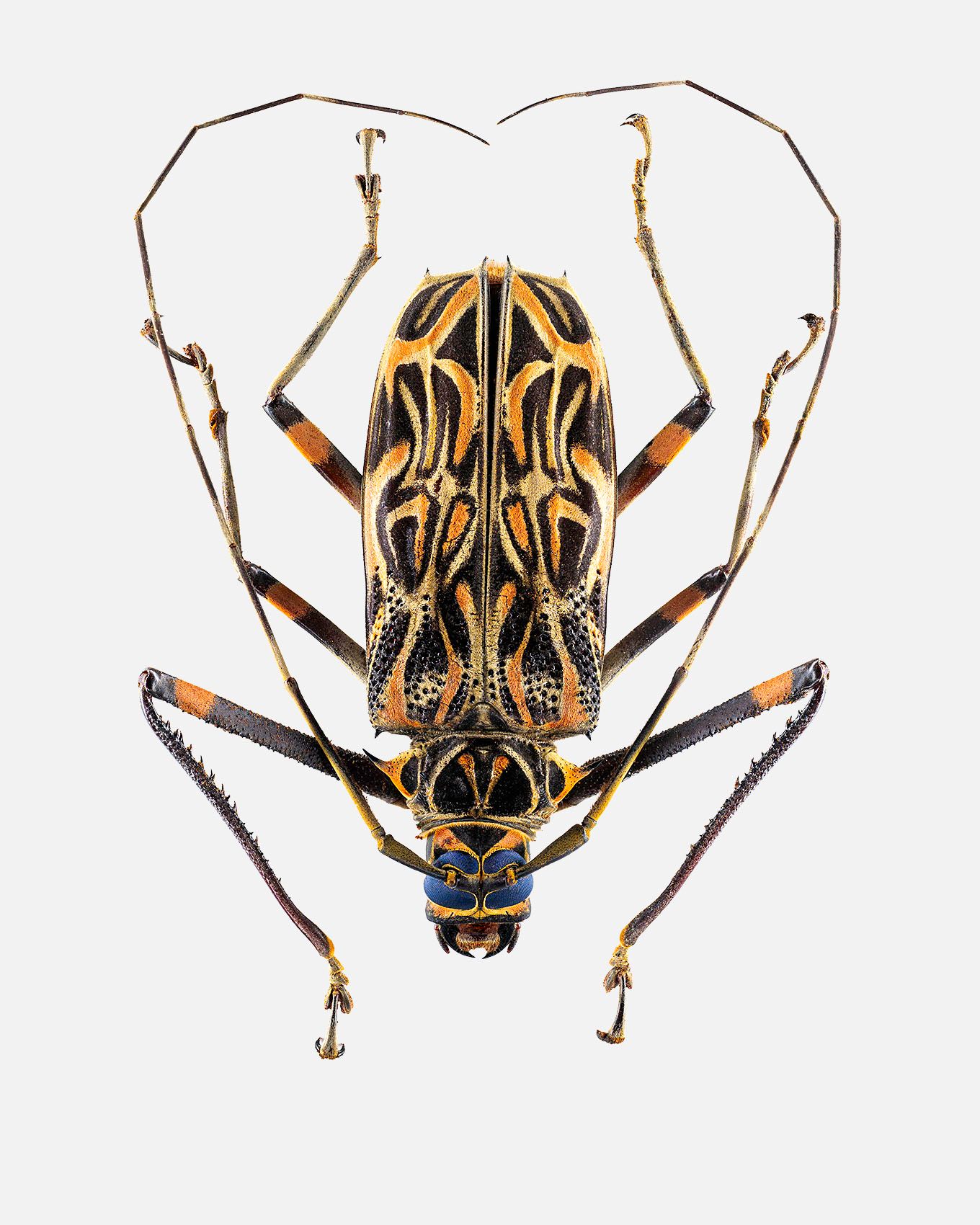 Harlequin Beetle livebooks.jpg
