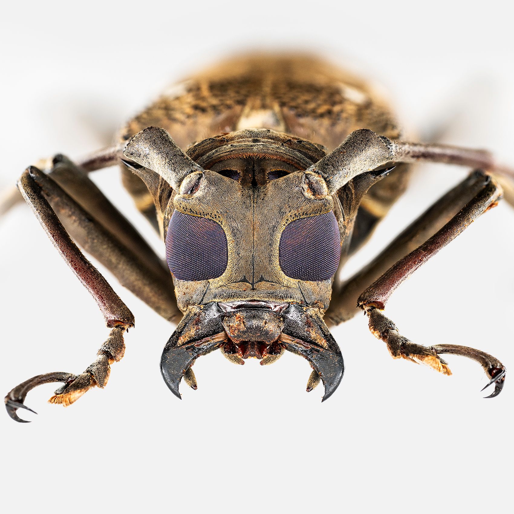 Mango Longhorn Beetle 2 insta.jpg