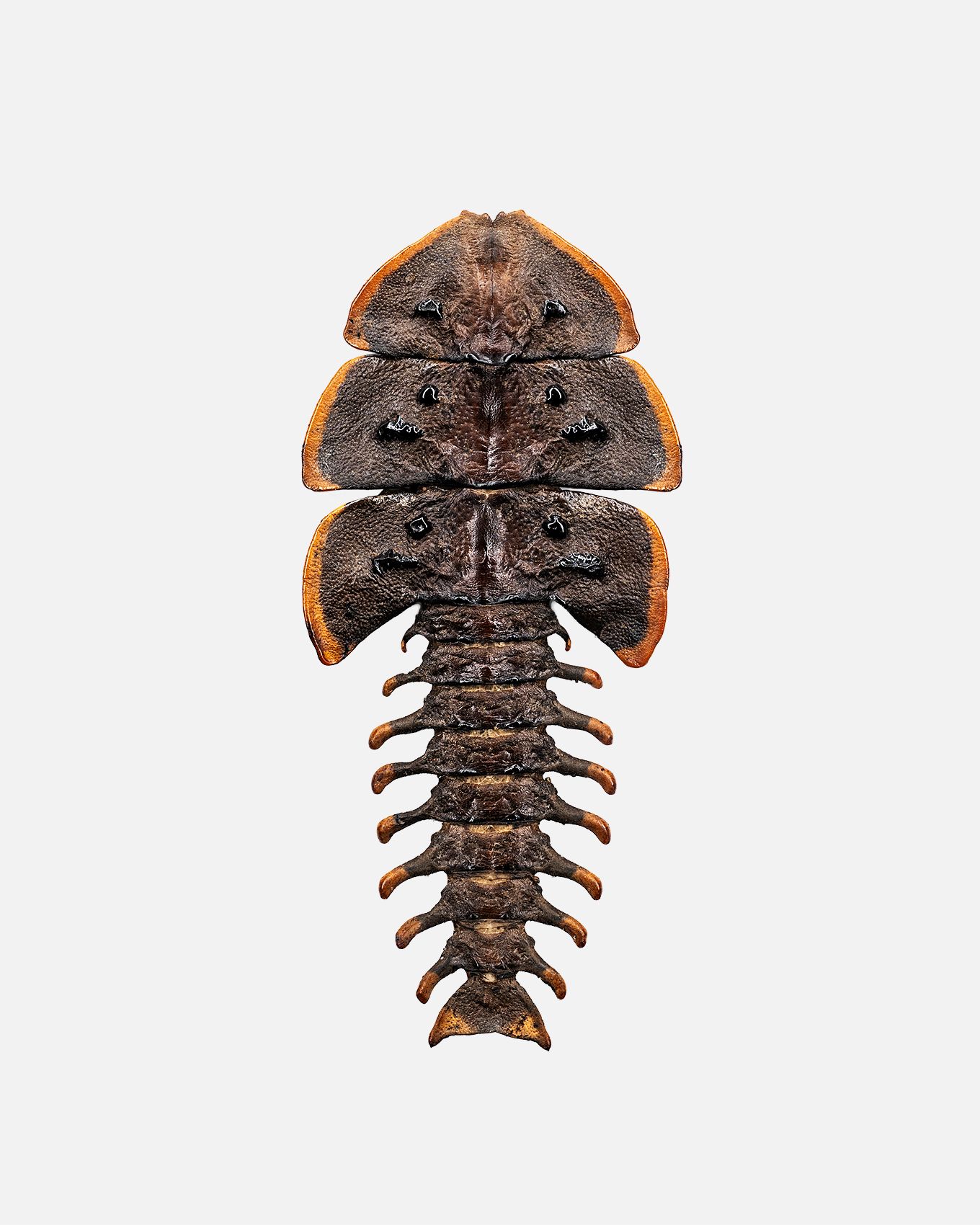 trilobite 2 livebooks.jpg