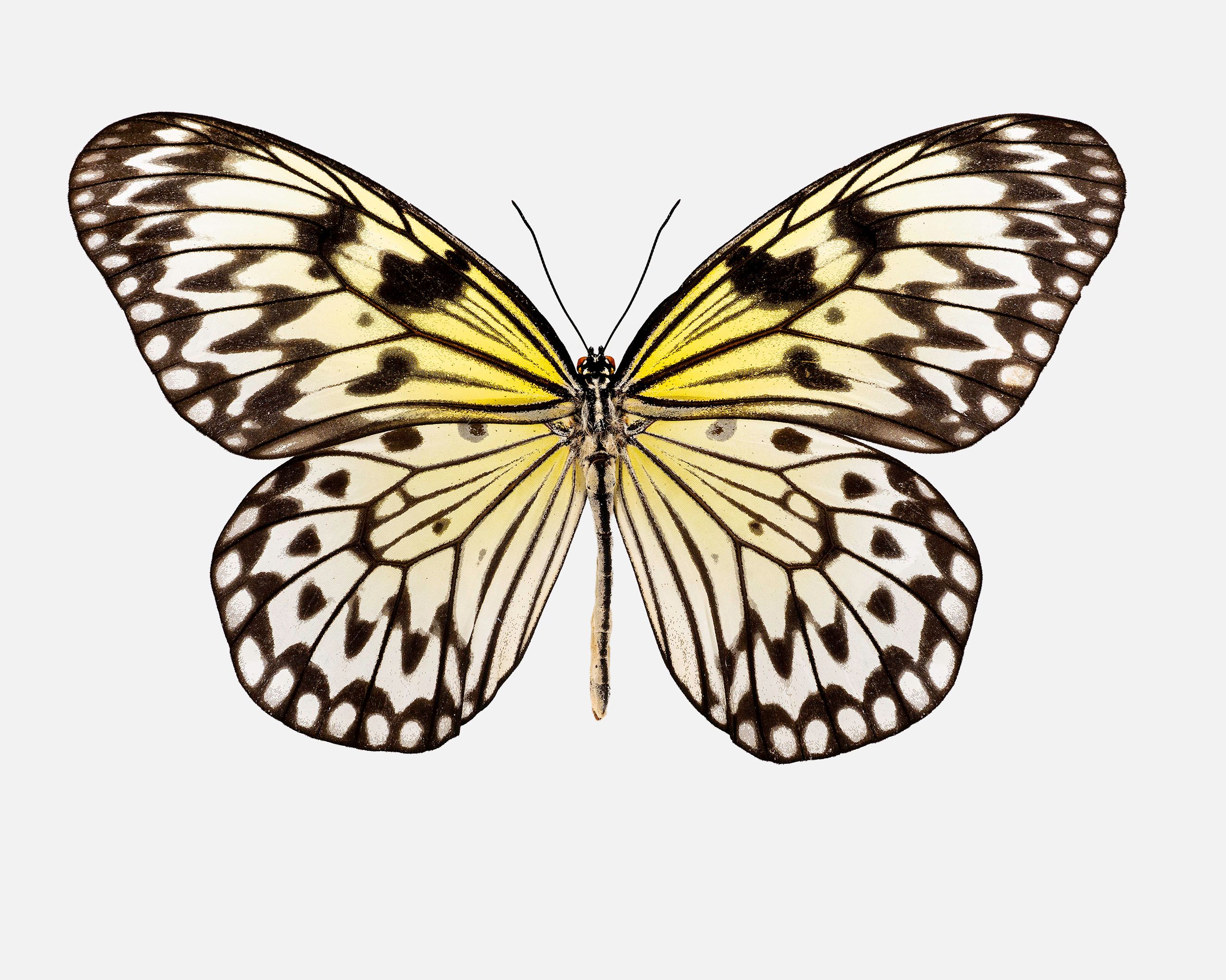 Large Tree Nynph Butterfly livebooks.jpg