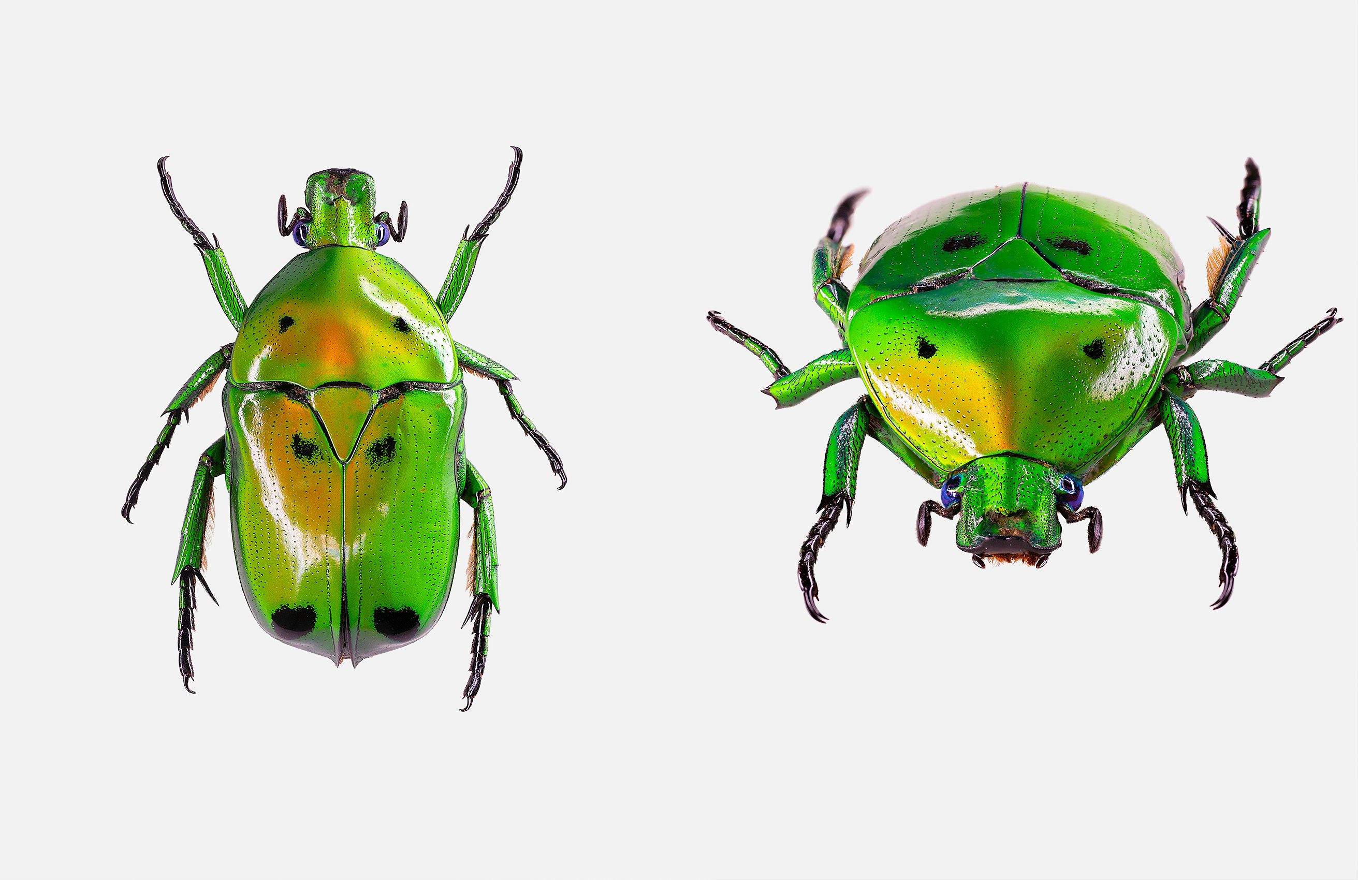 Green Domino Flower Beetle 2 up livebooks.jpg
