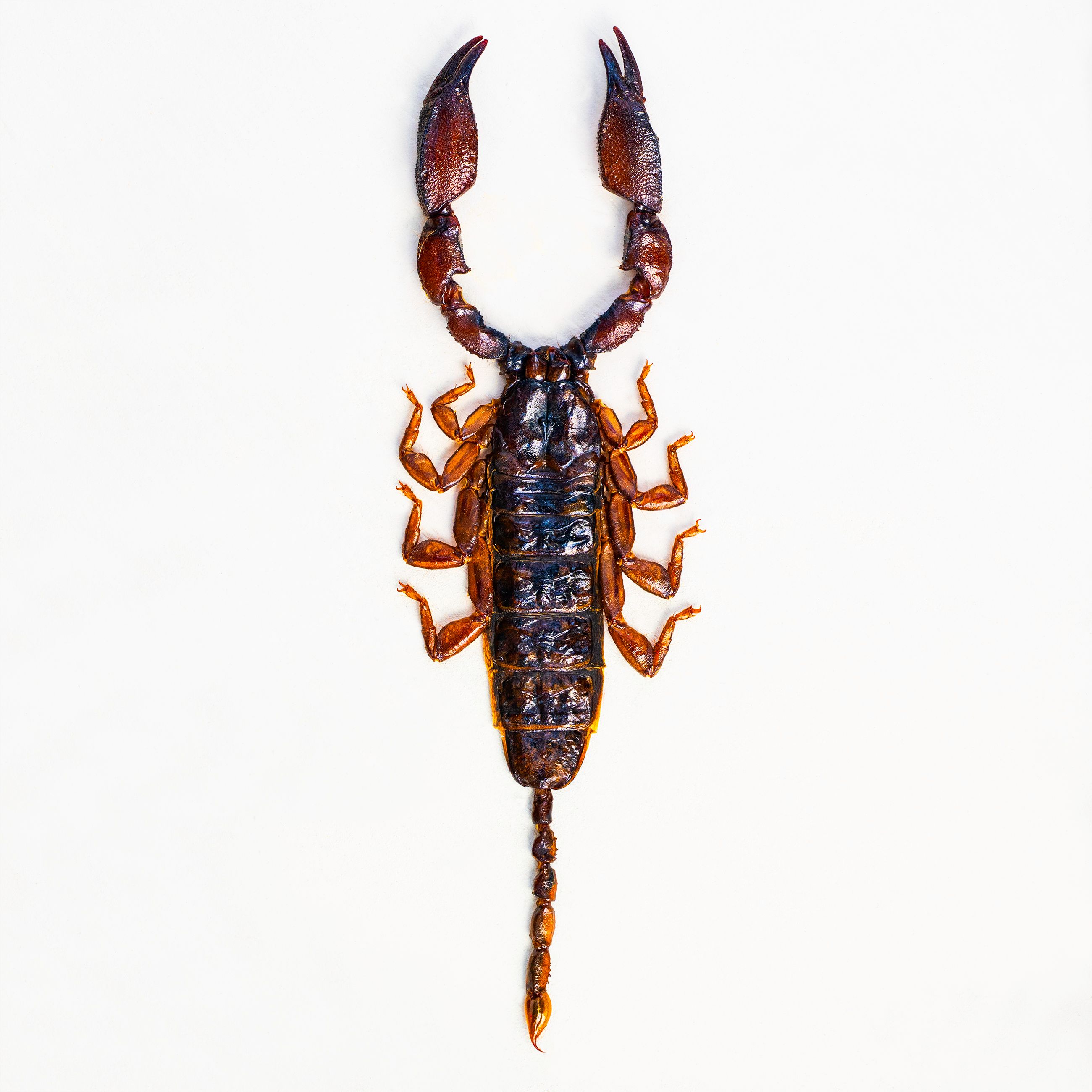 scorpion livebooks.jpg