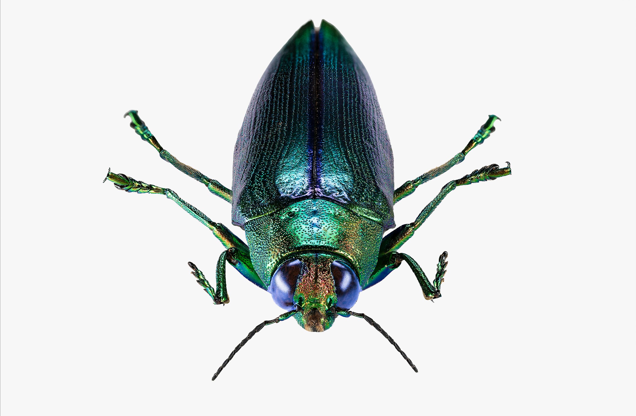 Metallic Wood Boring Beetle Livebooks.jpg