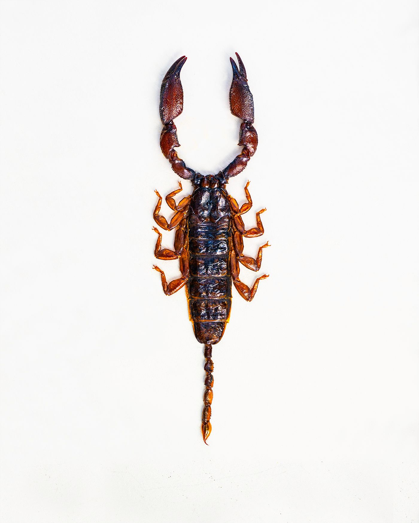 Dwarf Bark scorpion-livebooks.jpg