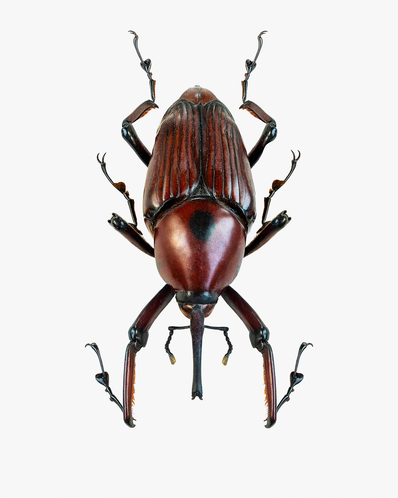 Long Armed Palm Weevil livebooks.jpg