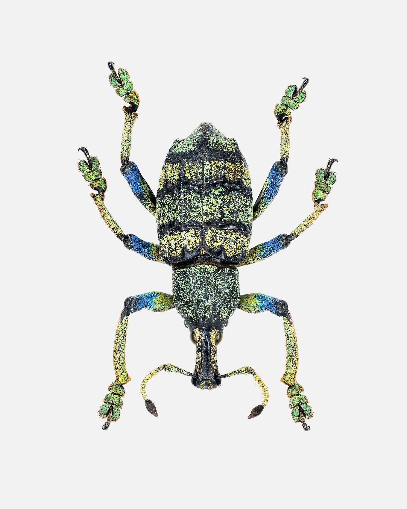 Blue Jewel Weevil livebooks.jpg