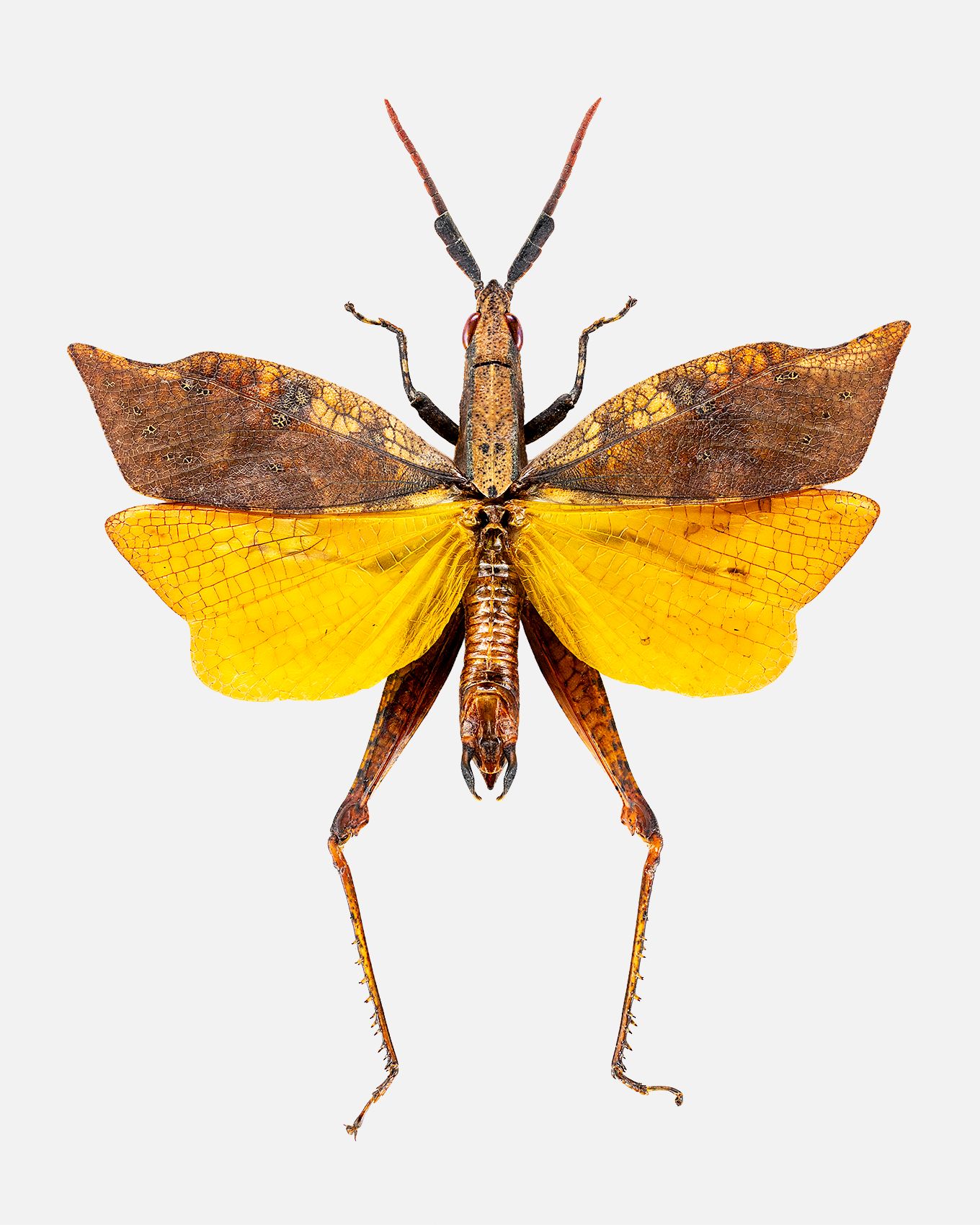 Leaf Winged Grasshopper livebooks.jpg