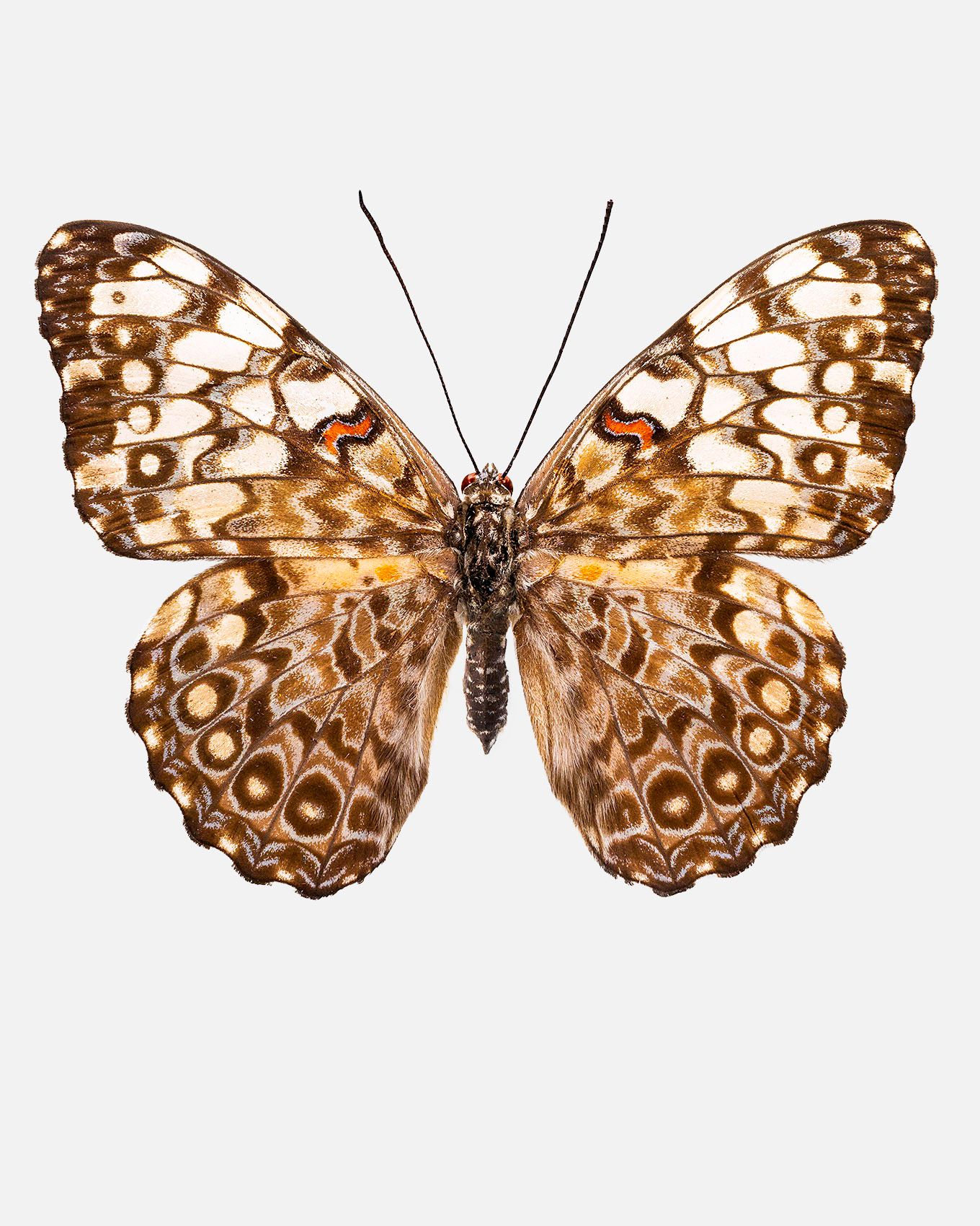 Gray Cracker Butterfly livebooks.jpg