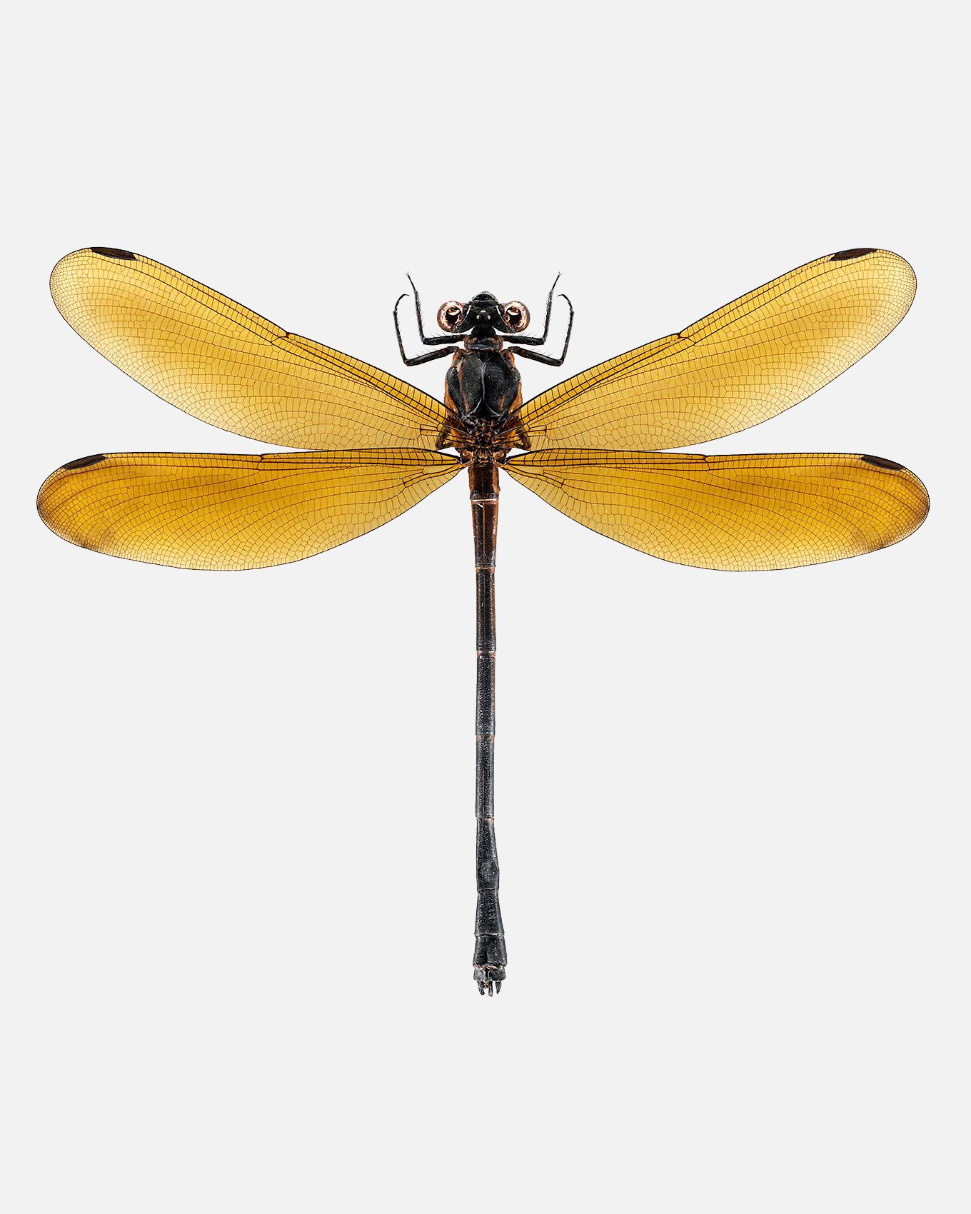 Yellow Damsilfly livebooks.jpg