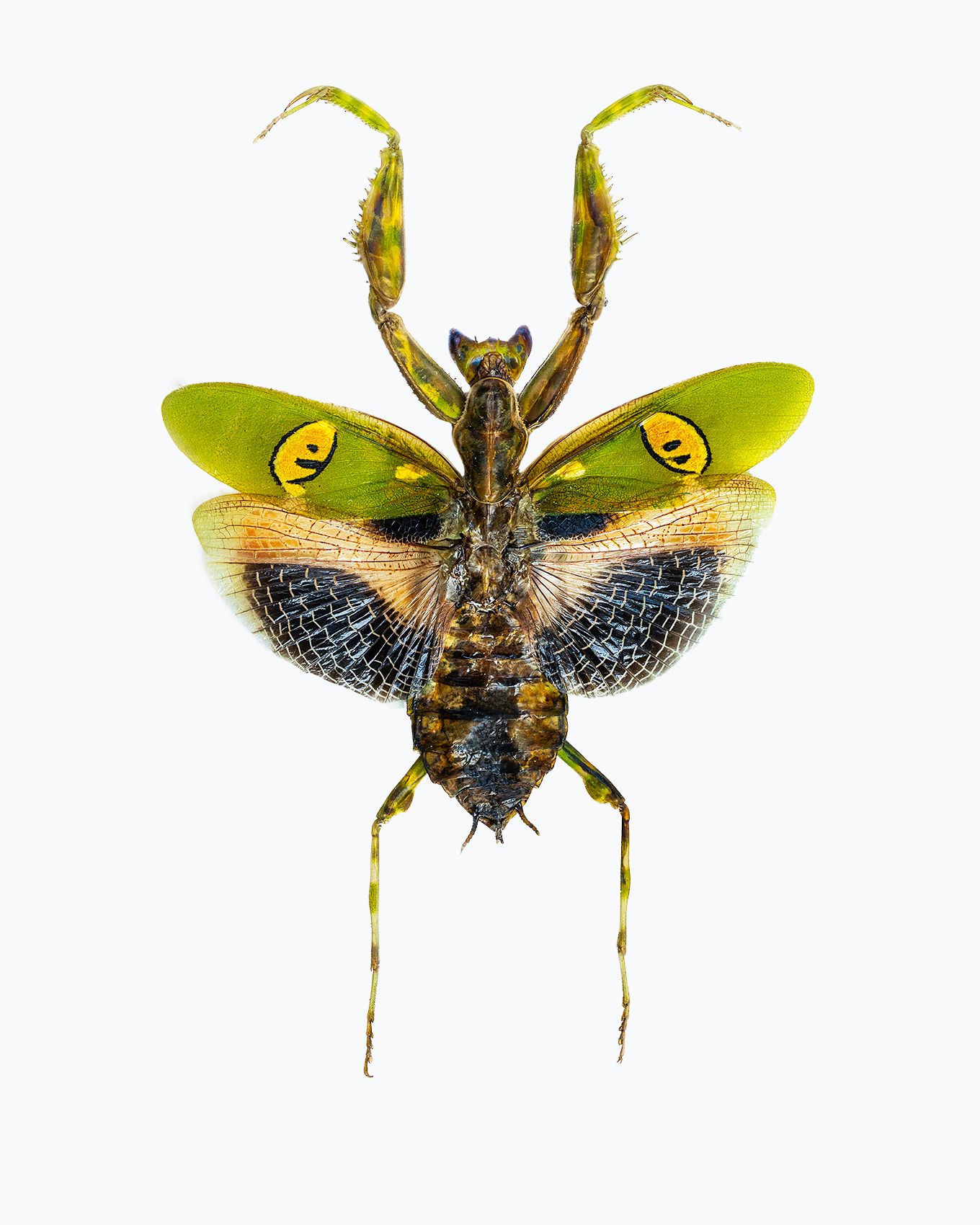 Jeweled Flower Mantis livebooks.jpg