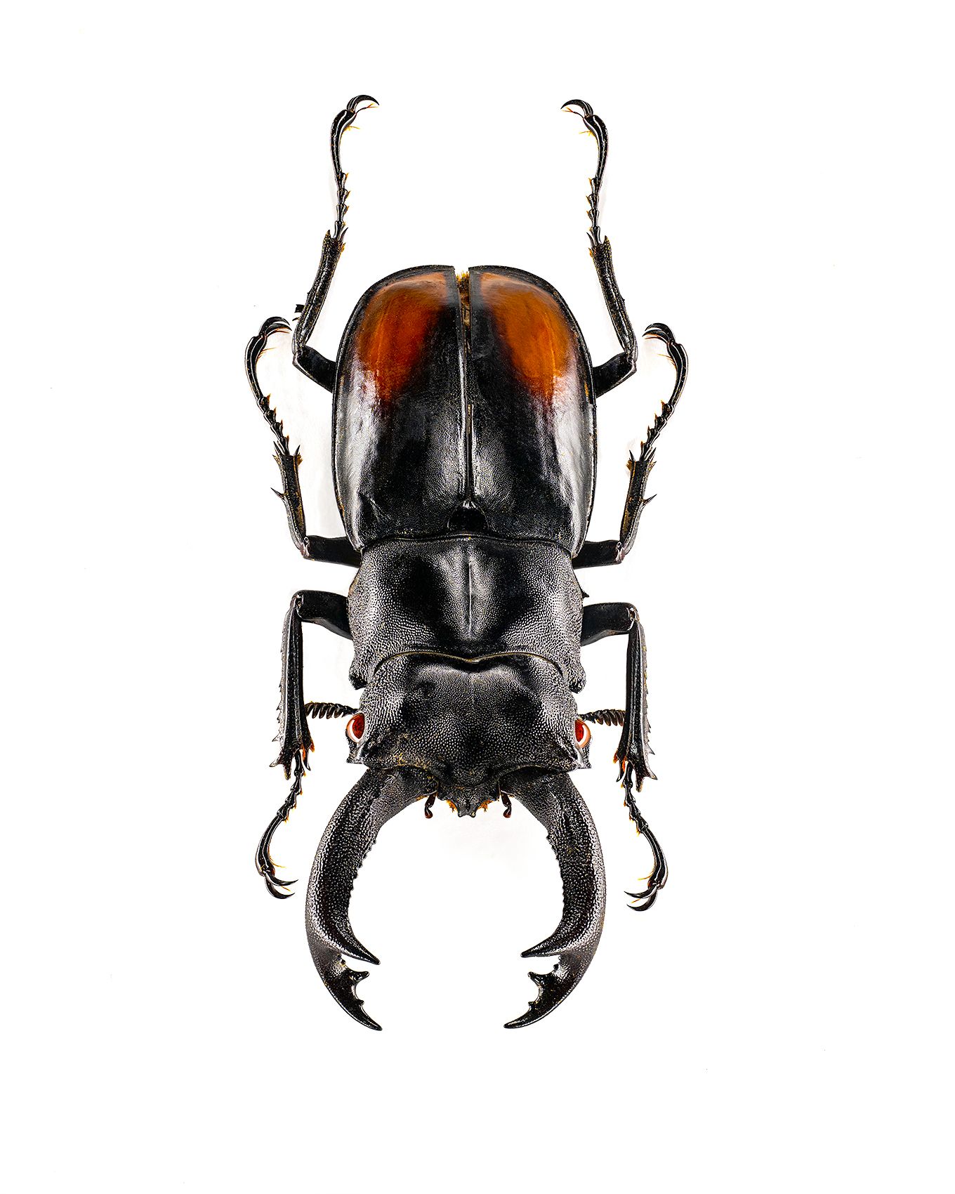 Fighiting Giant Stag Beetle livebooks.jpg