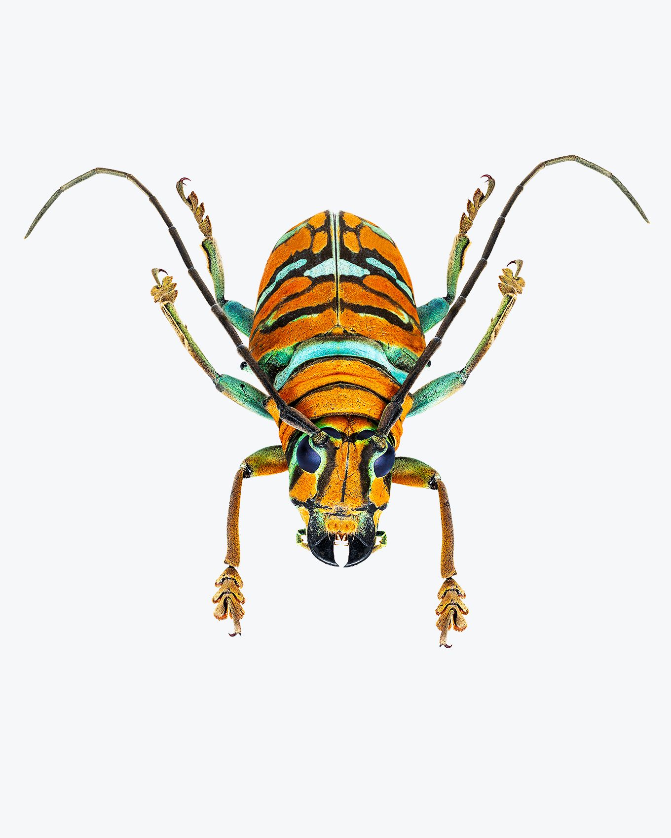 African Longhorn Beetle livebooks.jpg