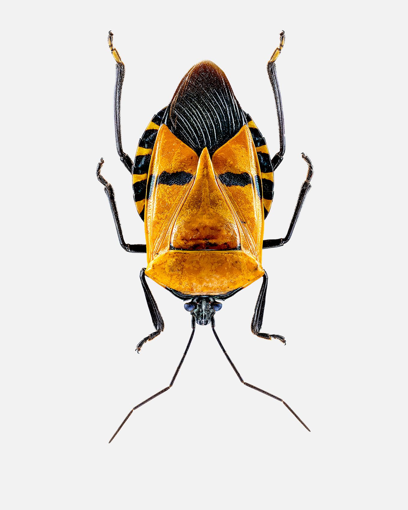Orange Mask Bug livebooks.jpg