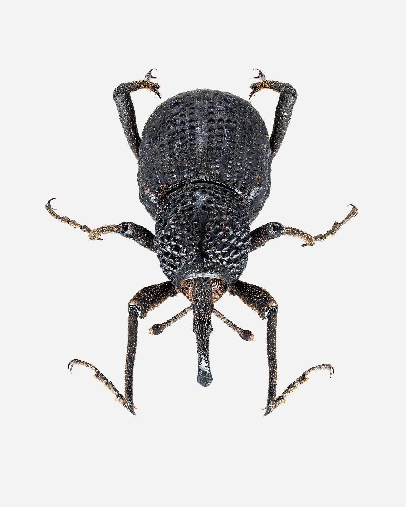 Black Weevil livebooks.jpg