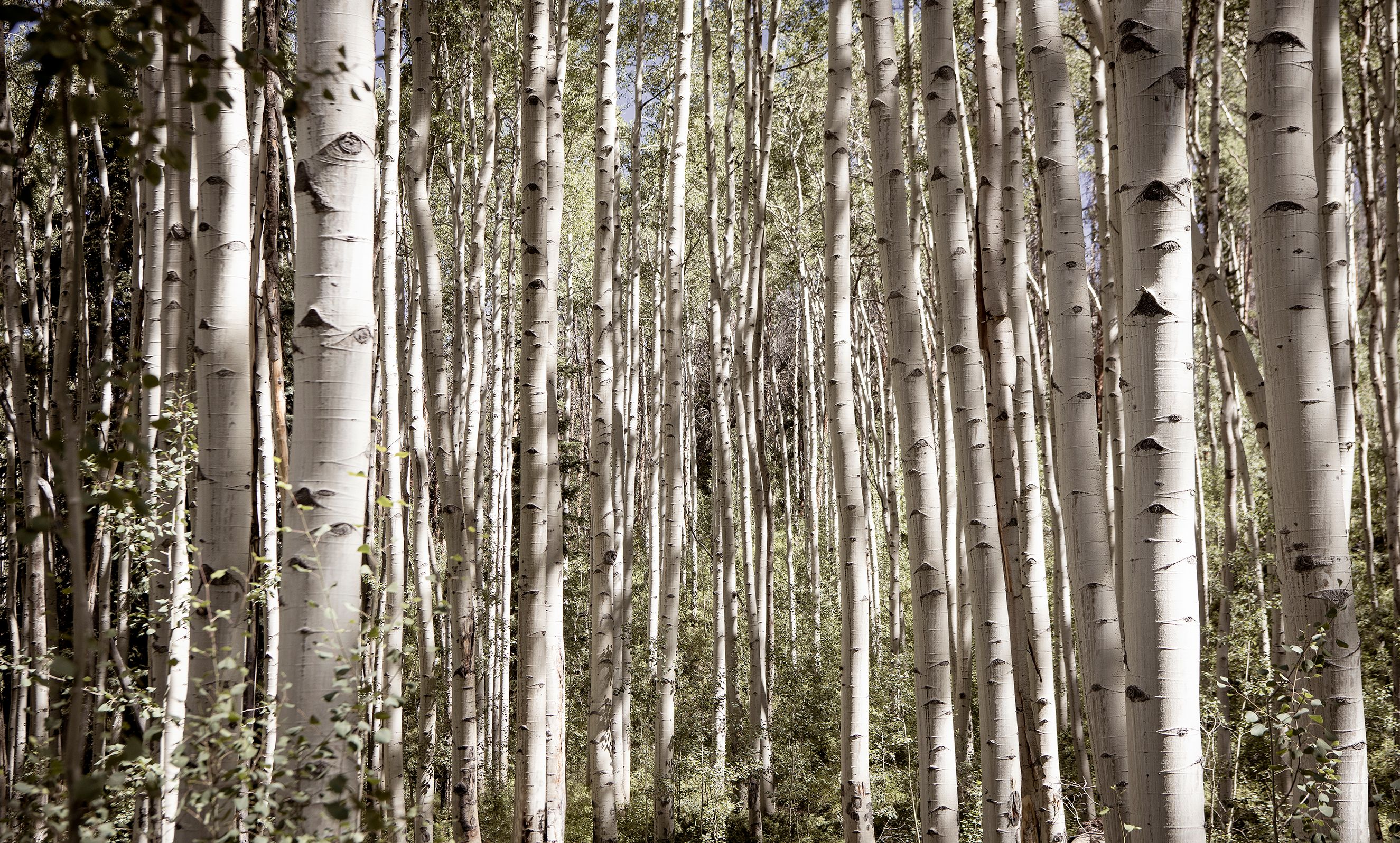 aspens copy.jpg