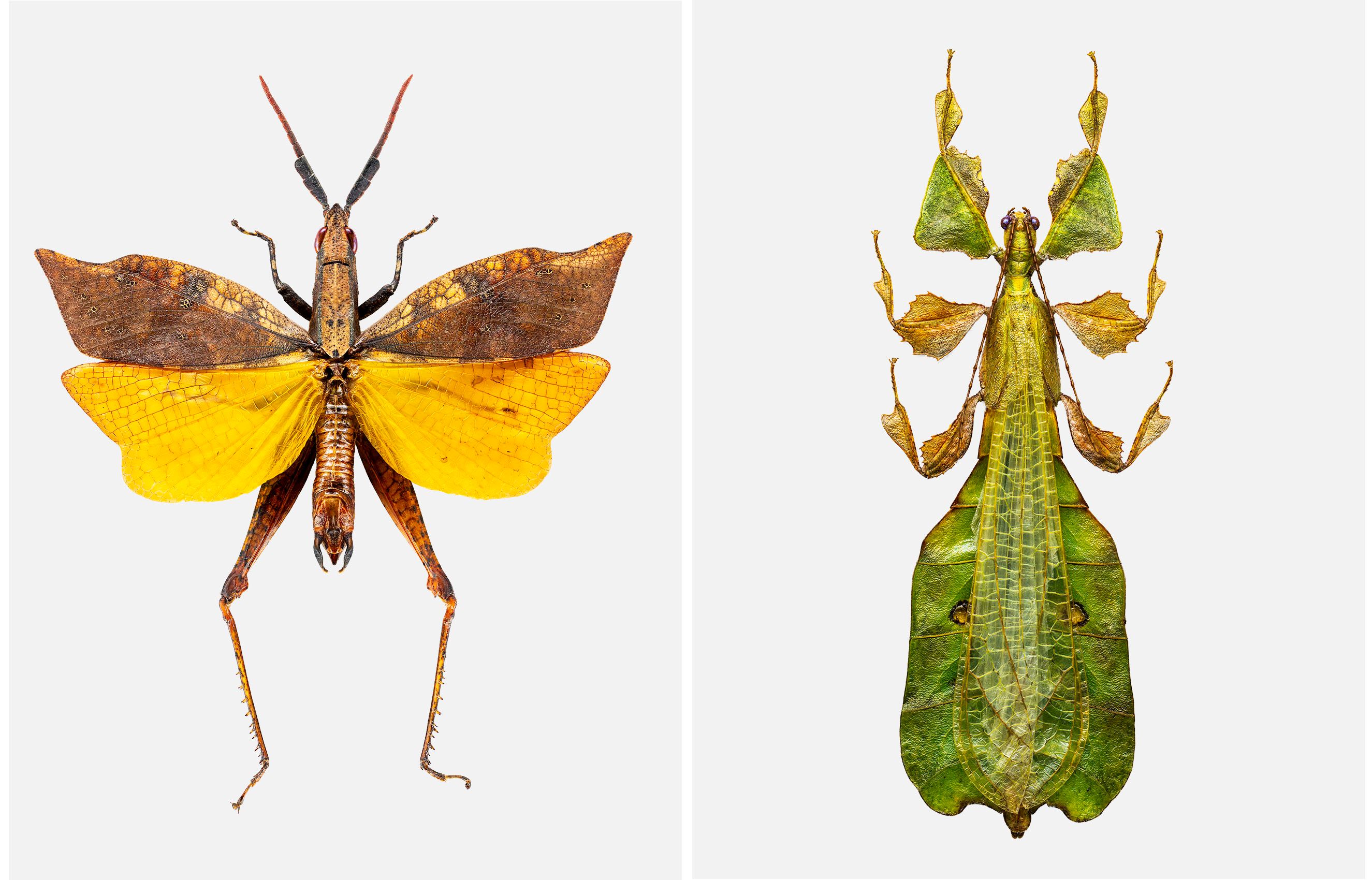 Javanese Leaf Insect and Leaf Winged Grasshopper 2 up livebooks.jpg