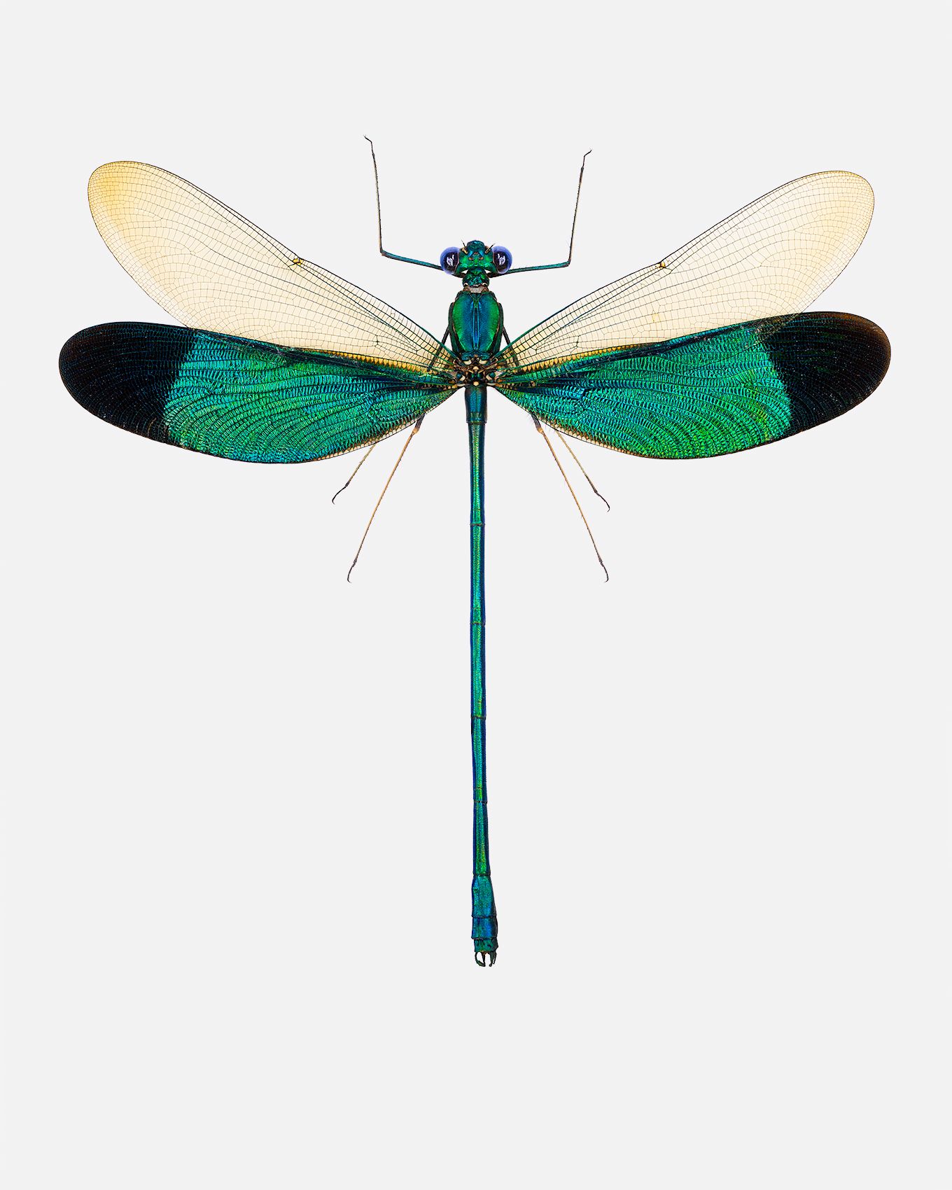 Green Metalwing Damselfly livebooks copy 2.jpg