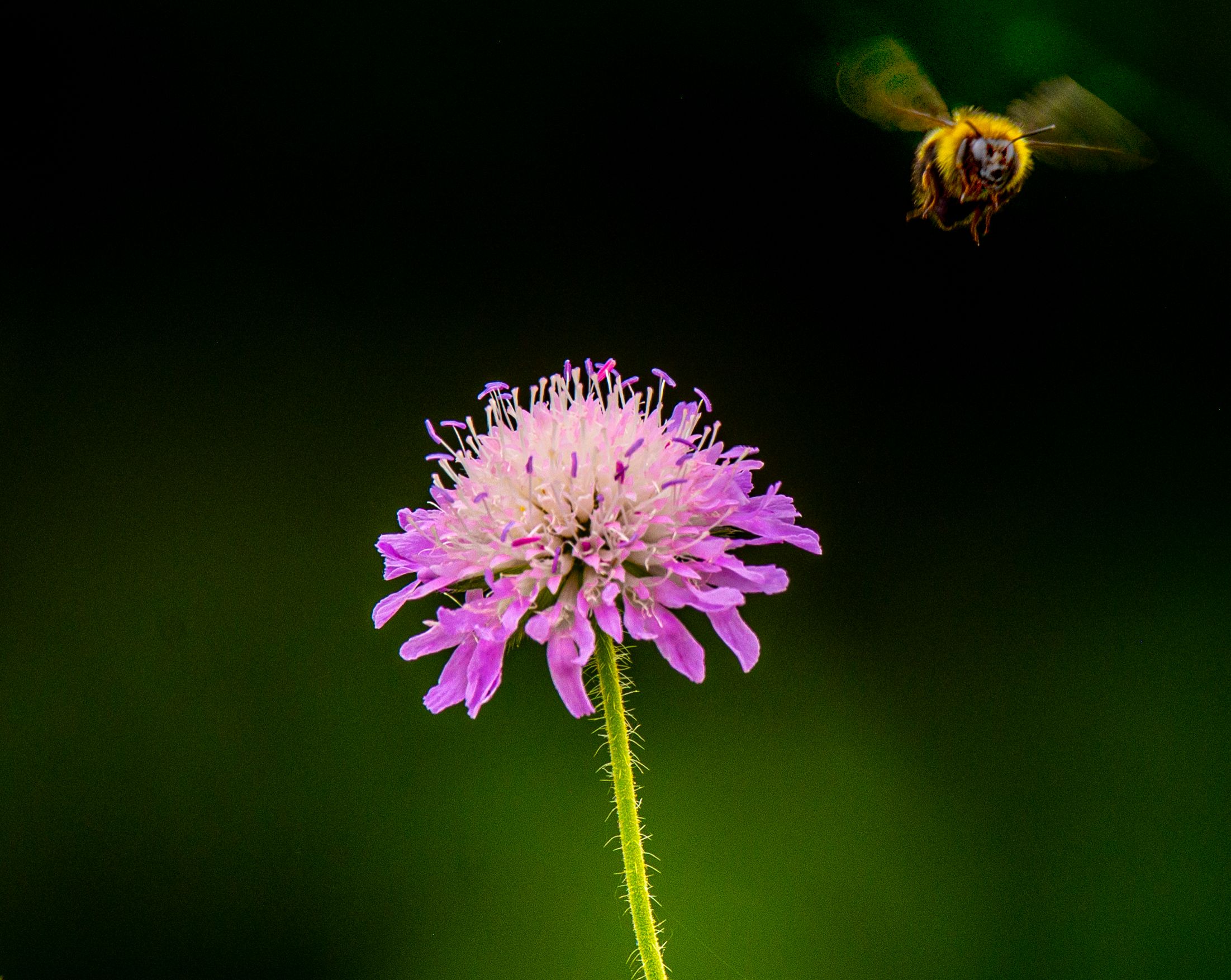 bee.jpeg