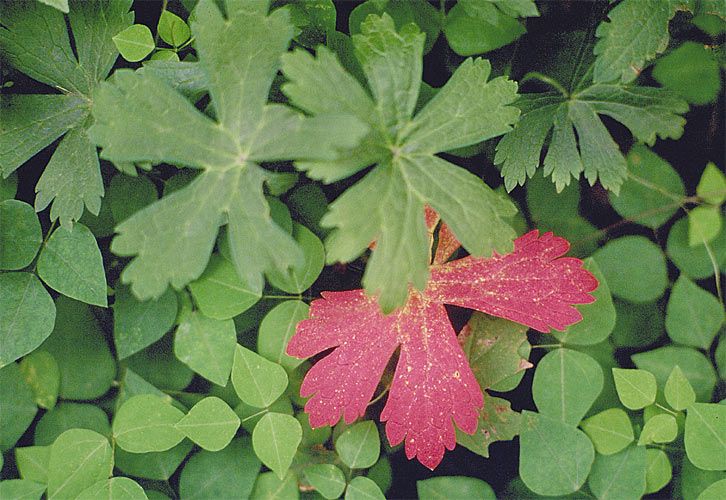 1green_and_red_leaf.jpg