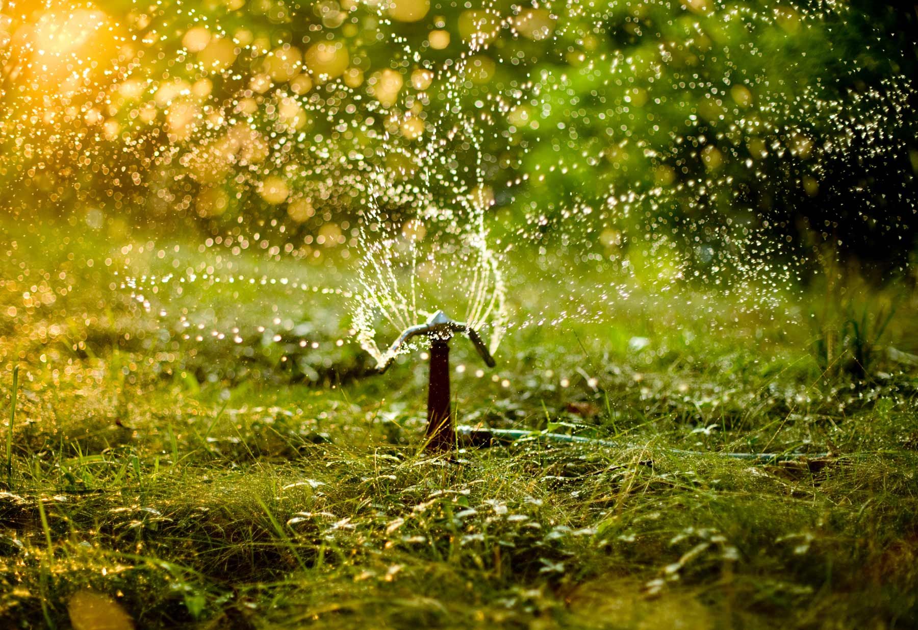 Sprinkler-in-evening-sun.jpg