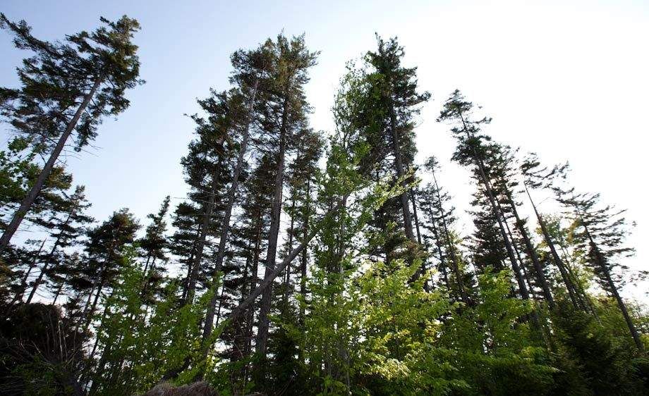 1upstate_ny_cabin_scout_02