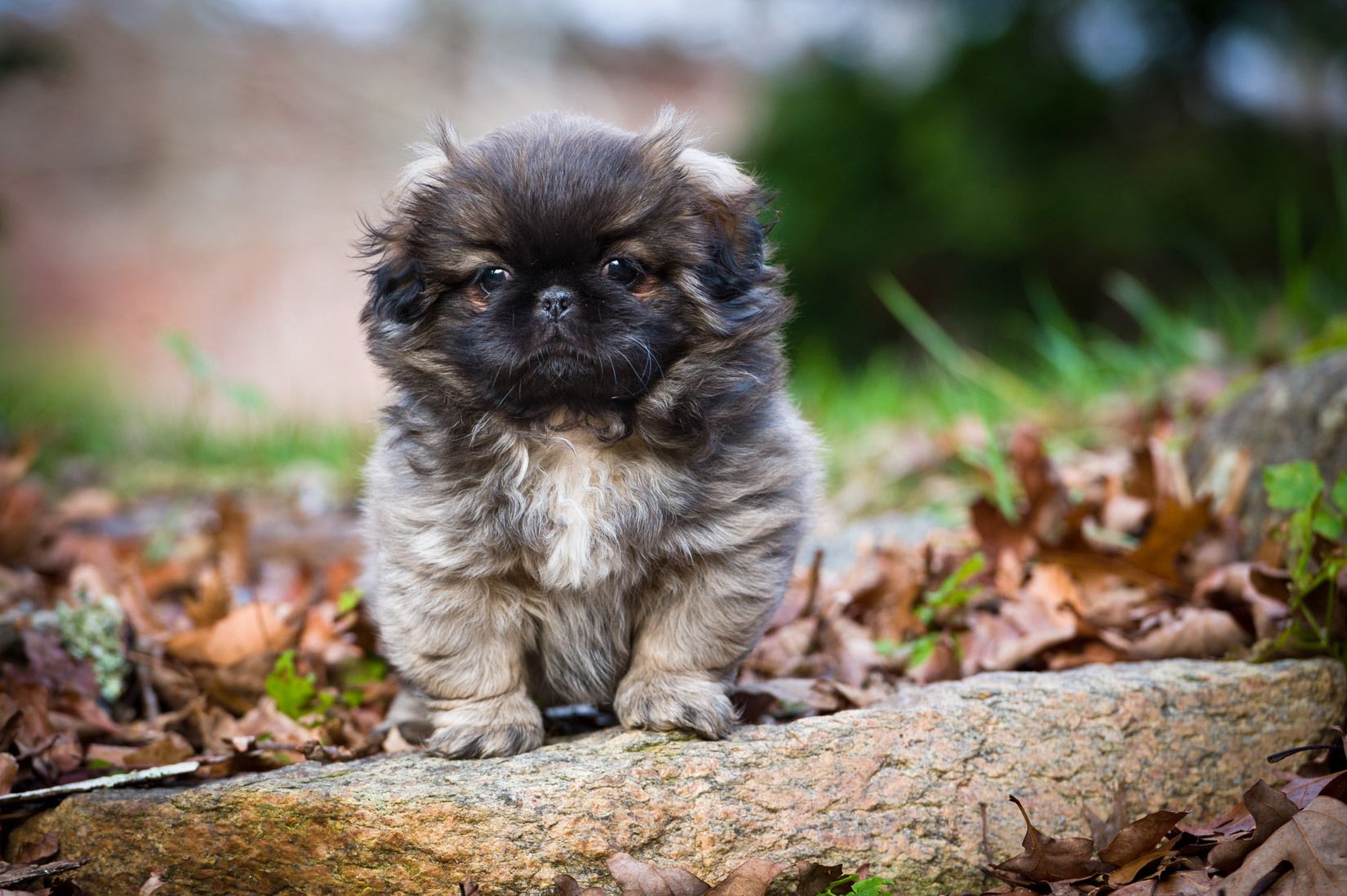 Reuben the Pekingese pup