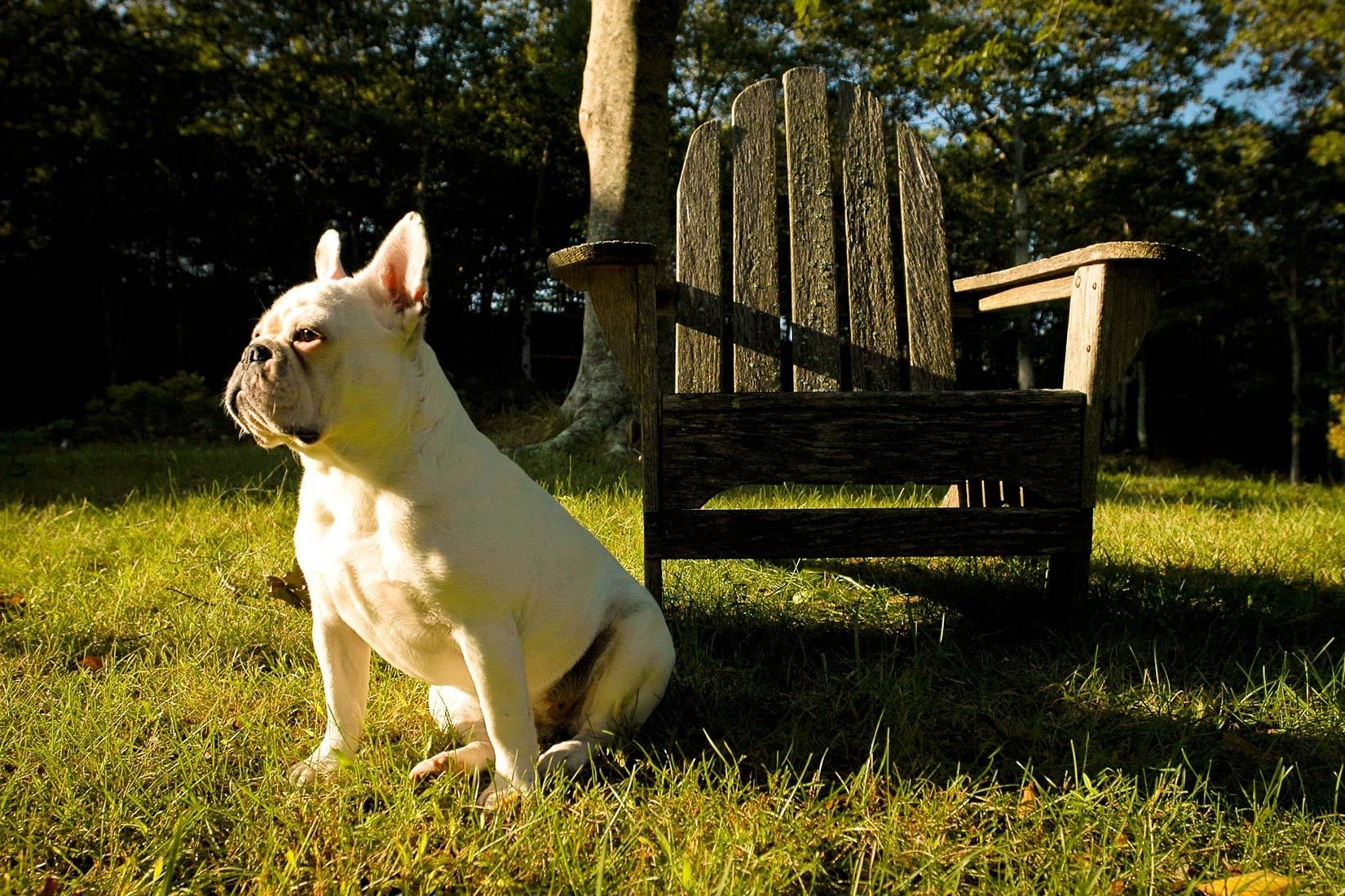 Miss Lily, West Tisbury