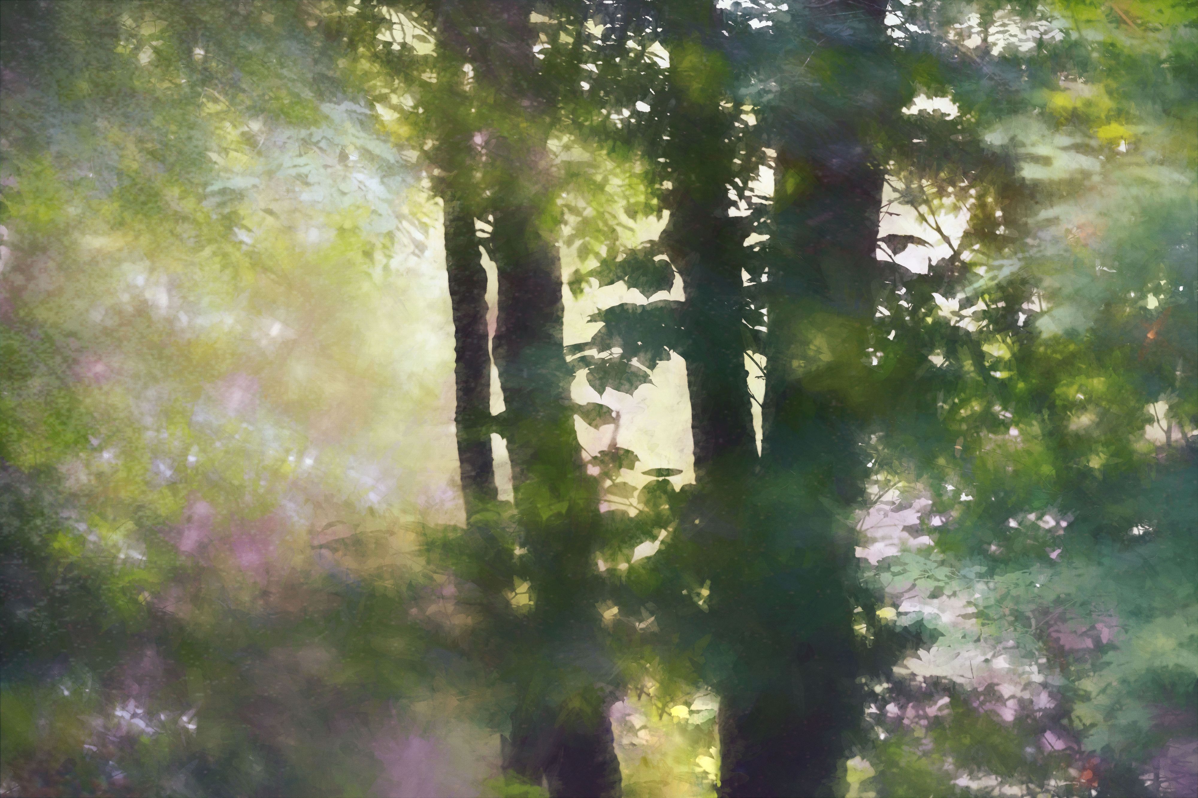 Morgan trees from Home 3.jpg