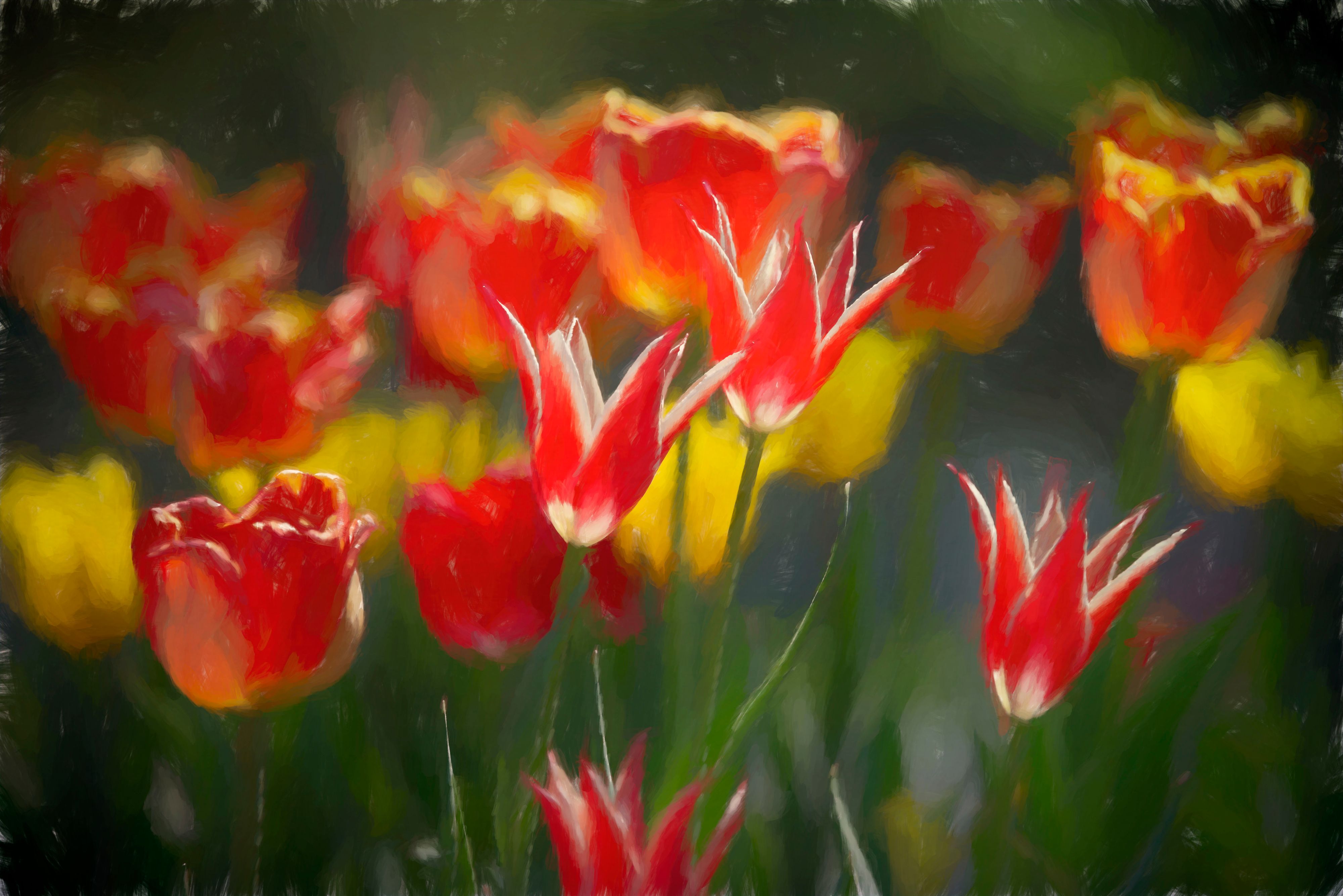 Tulips from the side 2.jpg