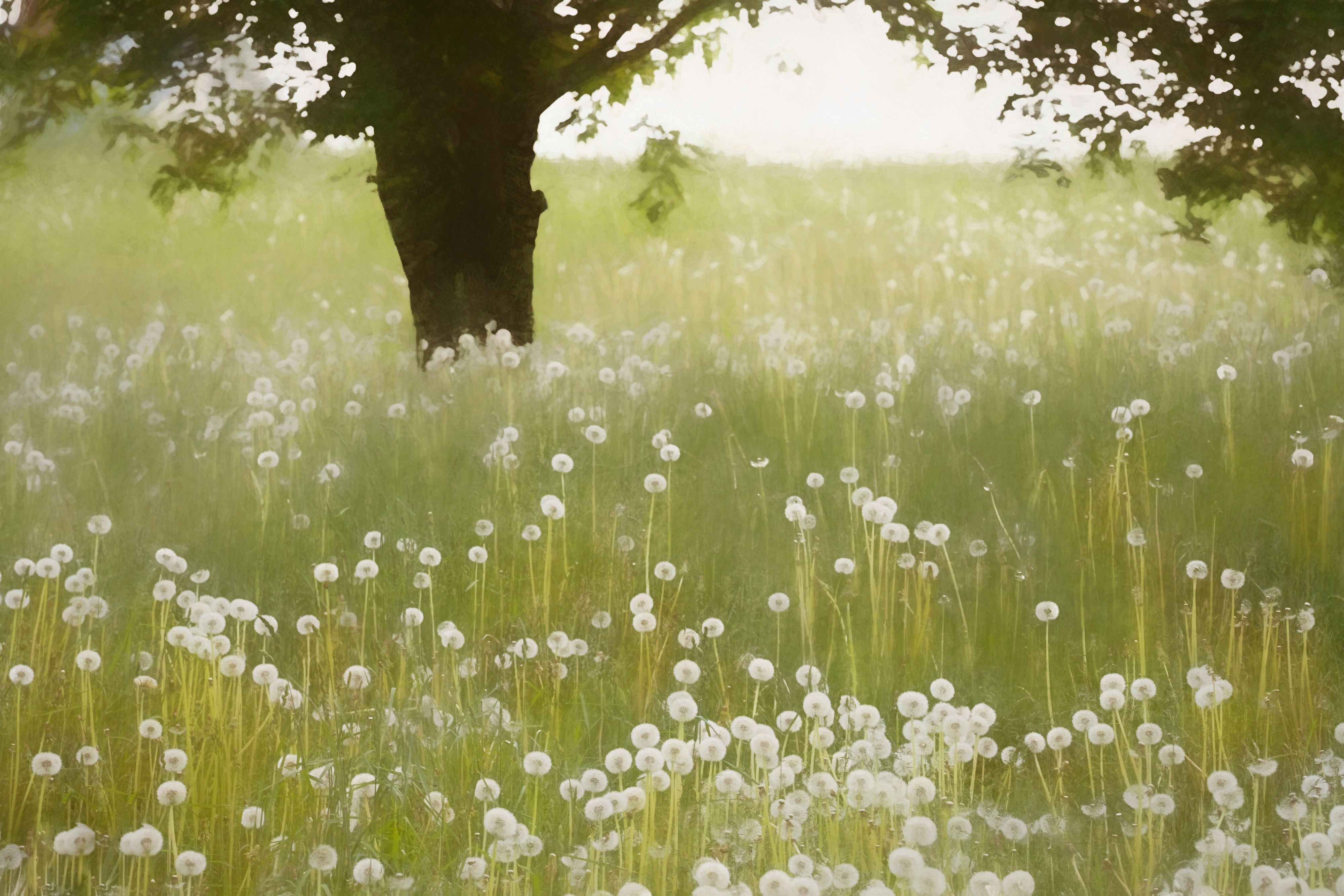 Dandolines on East Road 2.jpg