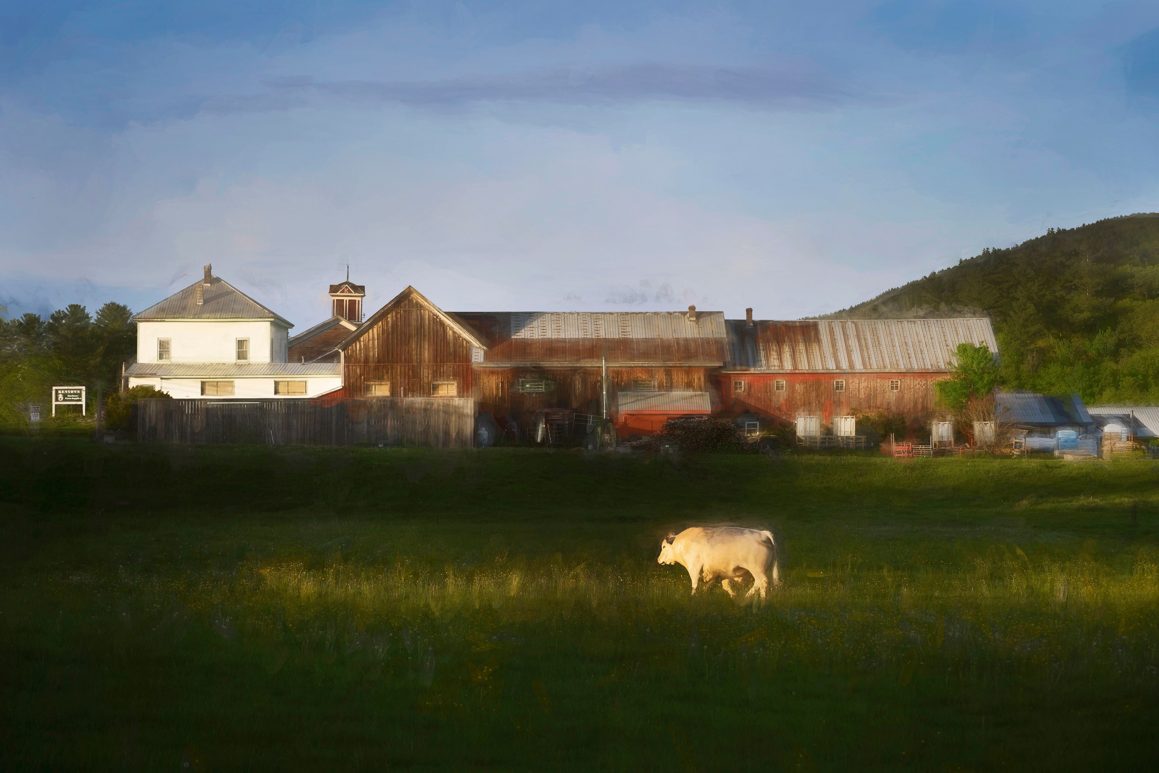 Kenyons cow 3 yellow.jpg